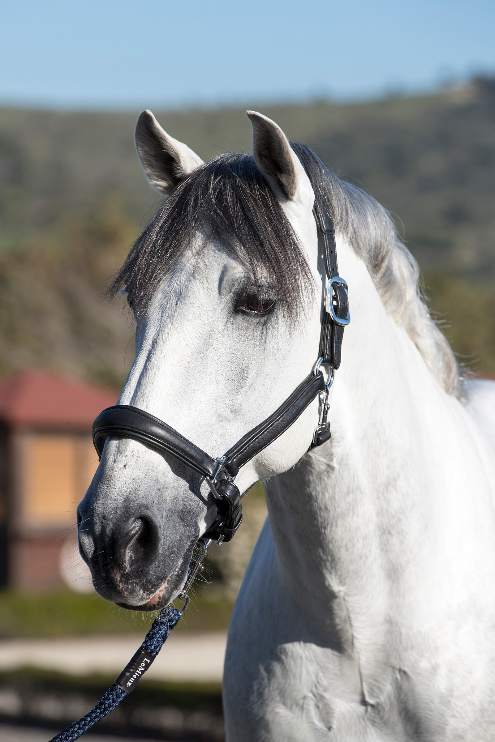 LeMieux Licol anatomique en cuir