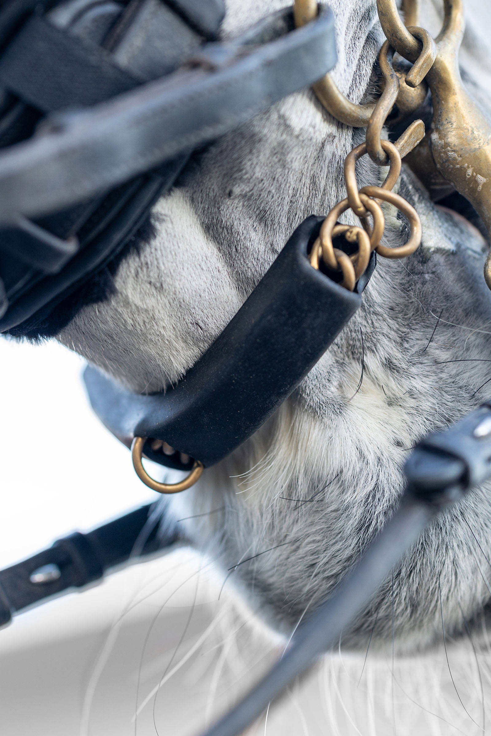 LeMieux protège-chaîne de gourmette