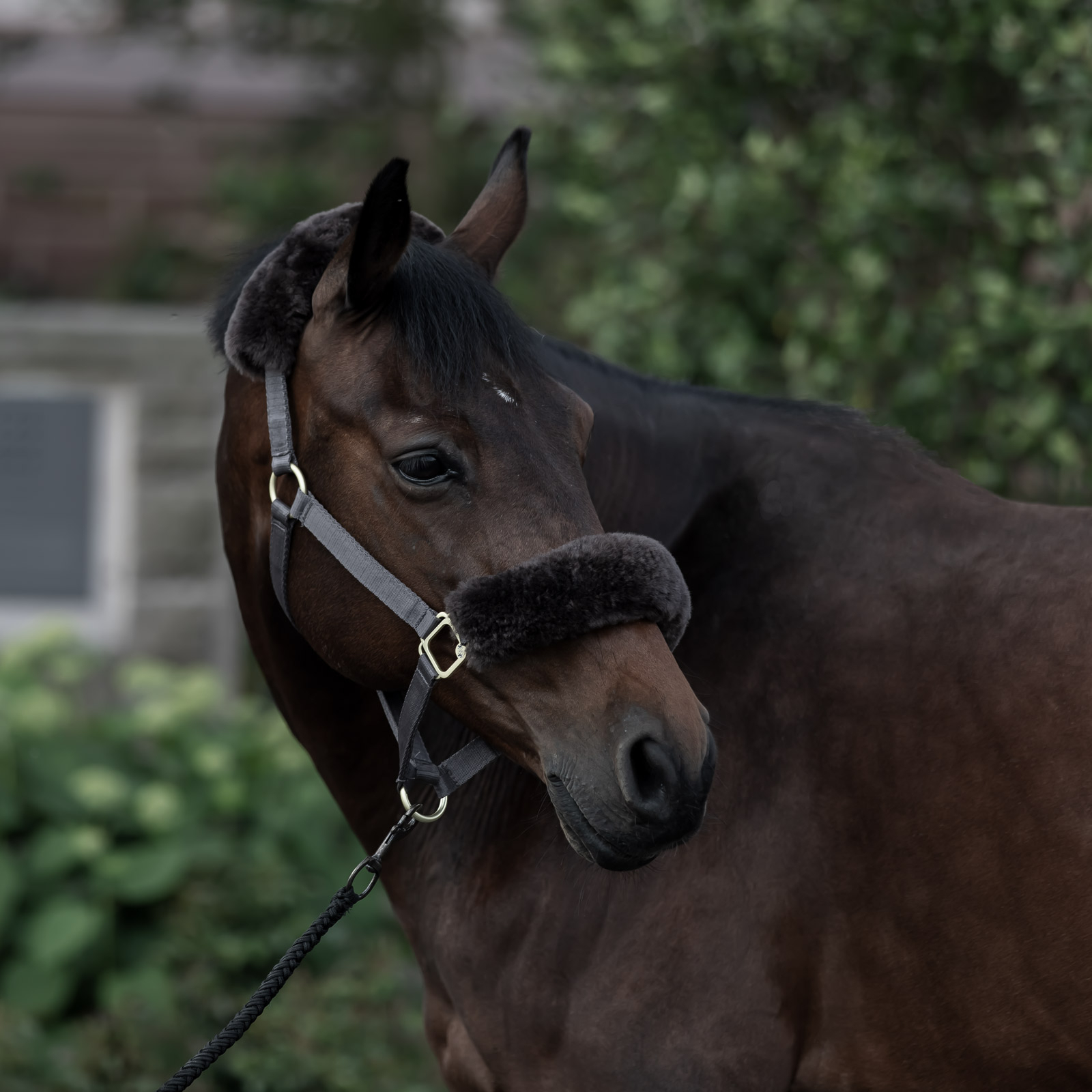 Licol B Vertigo Laurier avec peau de mouton
