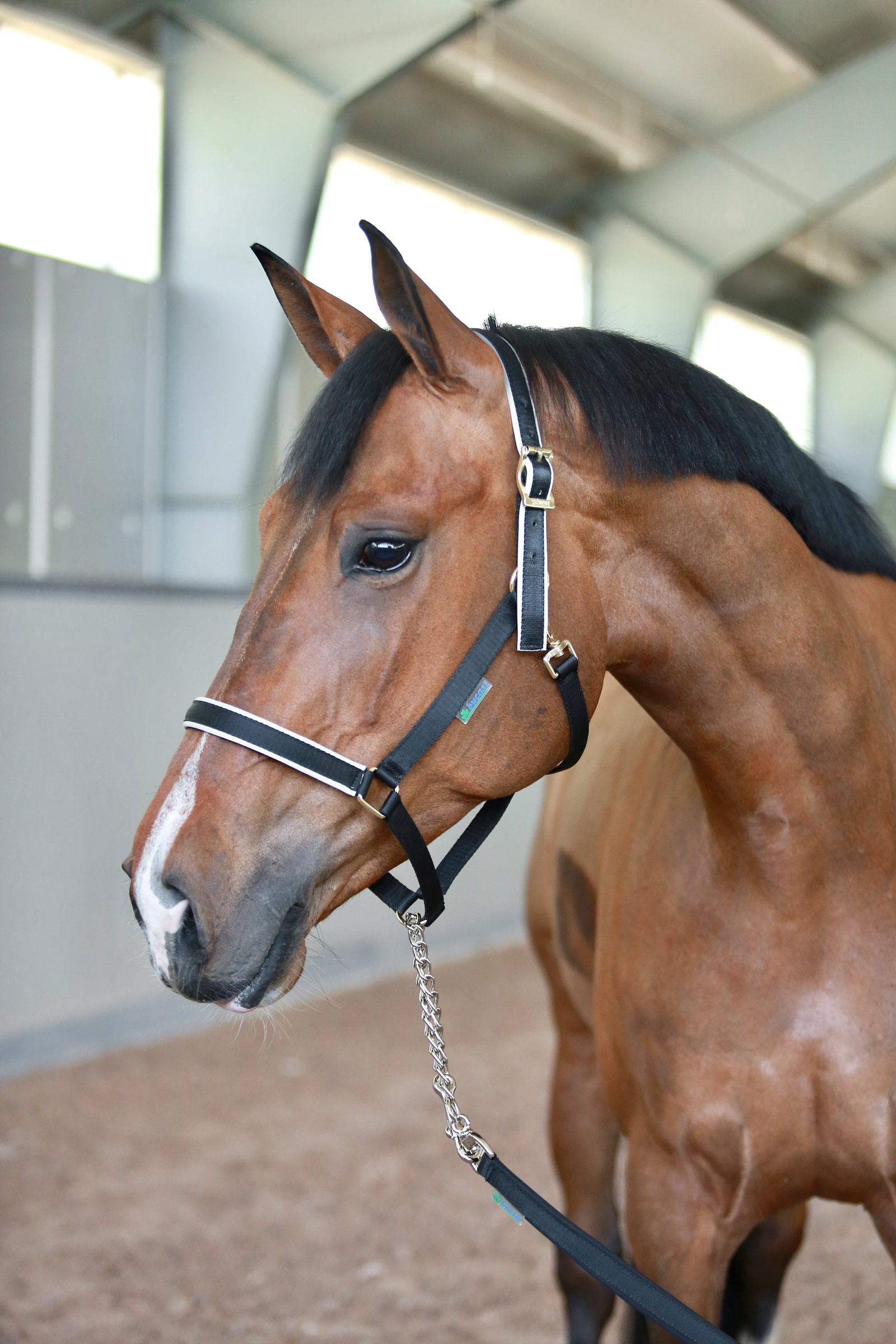 Bucas Stallion longe avec chaîne