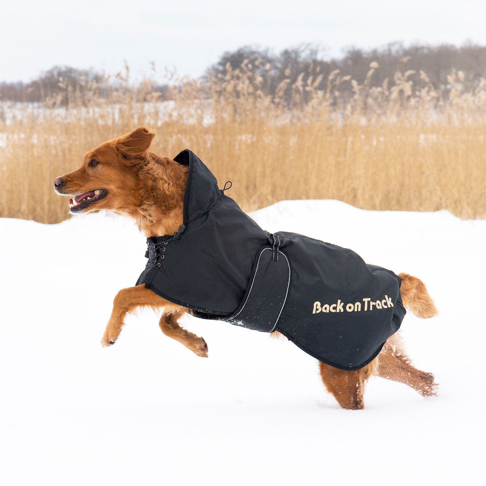 Back on Track, couverture pour chien (63-91)