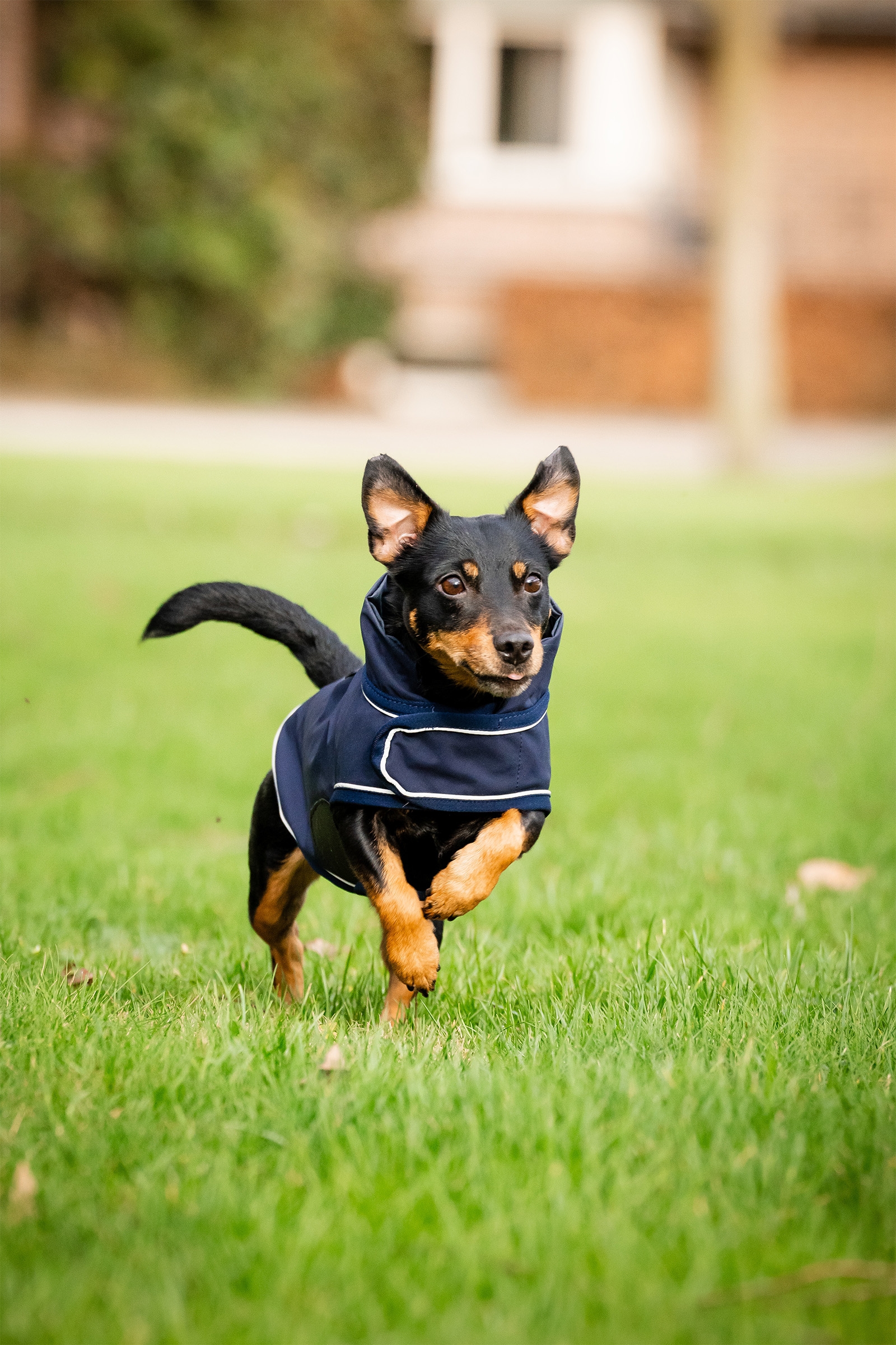 Manteau de pluie pour chien Horseware Signature