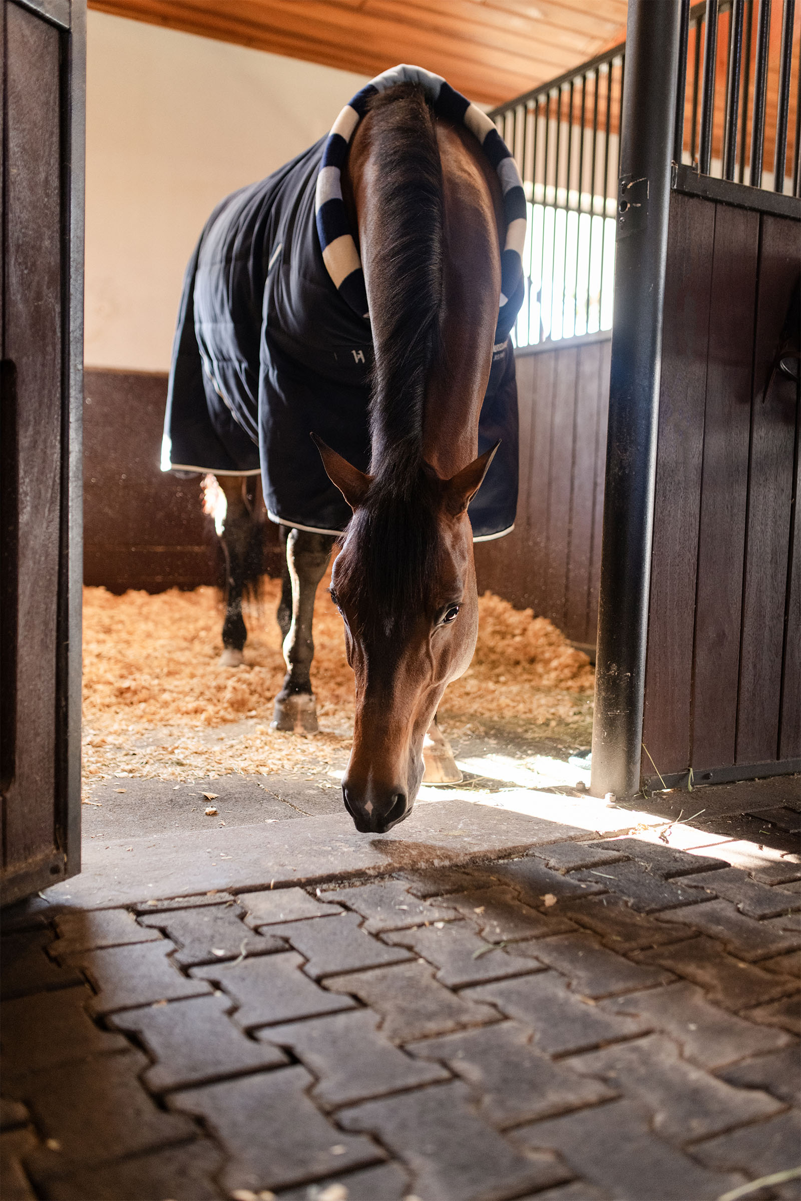 Horseware Newmarket Cosy Couverture écurie 100g