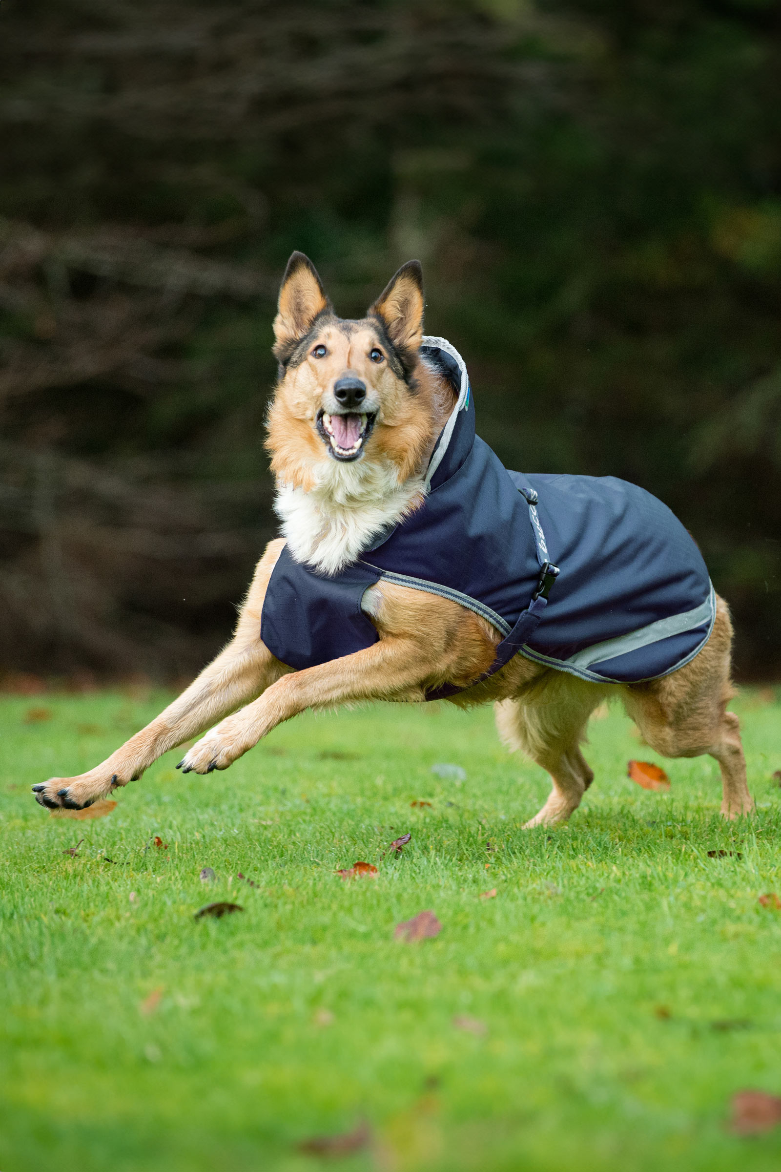 Bucas Freedom Couverture pour chien, 300g (50-75 cm)