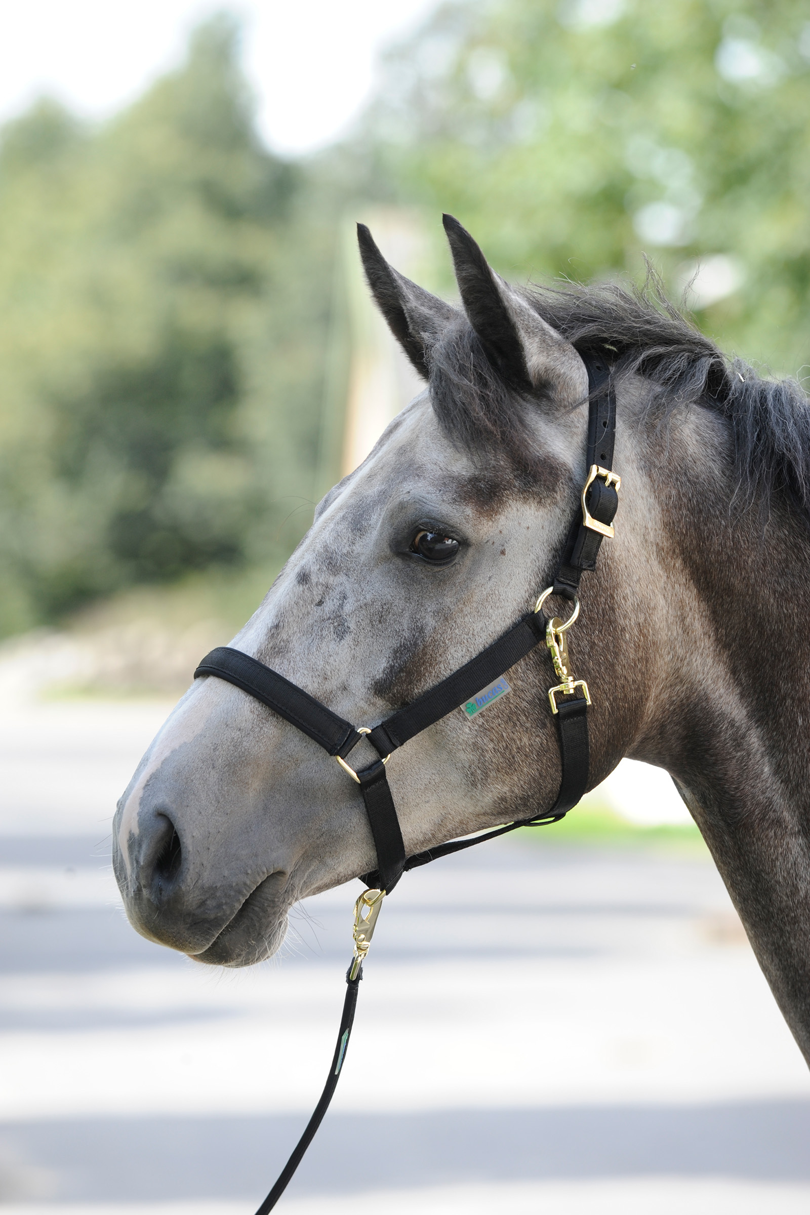 Licol luxe doubl&eacute; Bucas Dublin