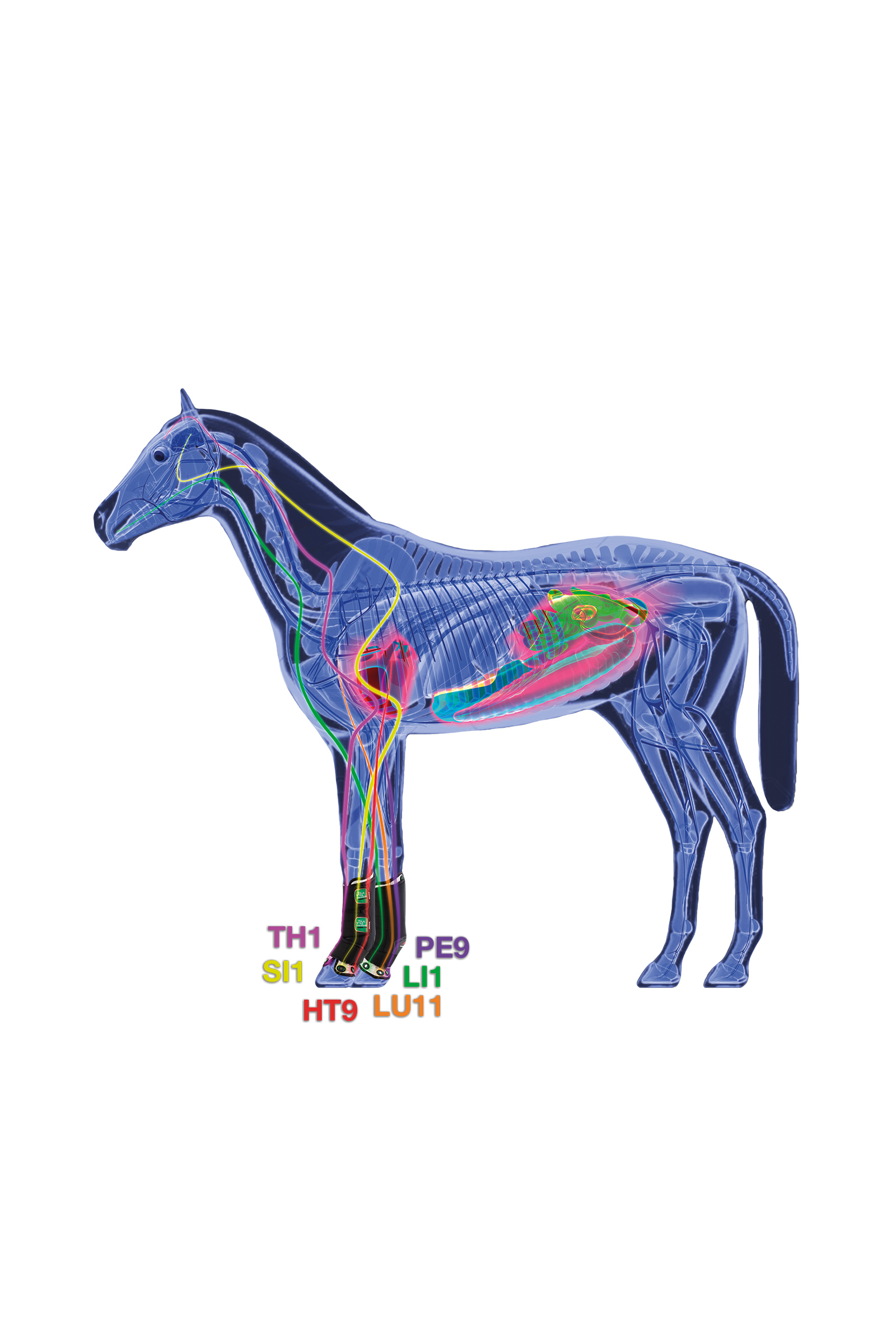 Zandona Therapeutic Wellness Support Boot Air gu&ecirc;tres magn&eacute;tiques, ant&eacute;rieures