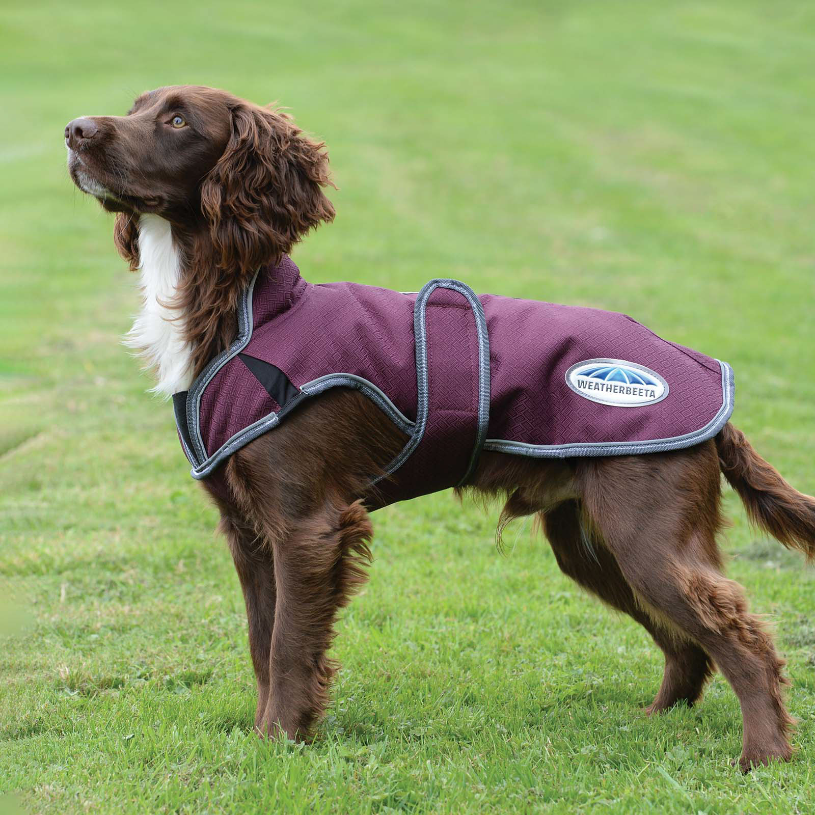 Manteau pour chien Parka Deluxe Weatherbeeta Comfitec Premier Free 220 g