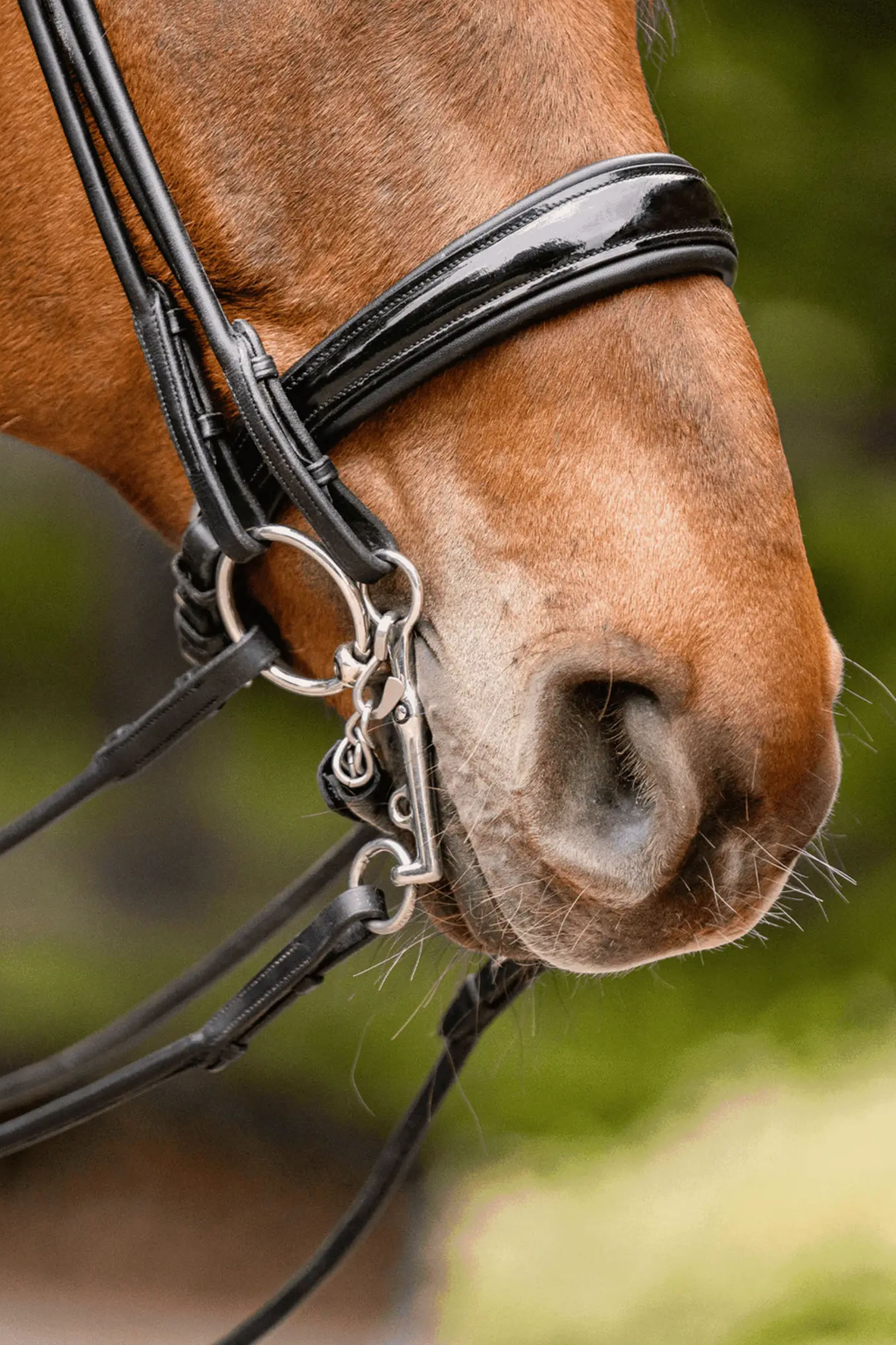 Sprenger Novocontact Weymouth 14mm Sensogan avec branches en inox de 5cm