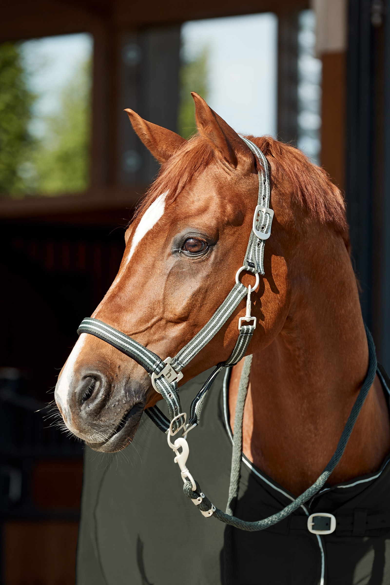 Ensemble licol et longe Horze Bari