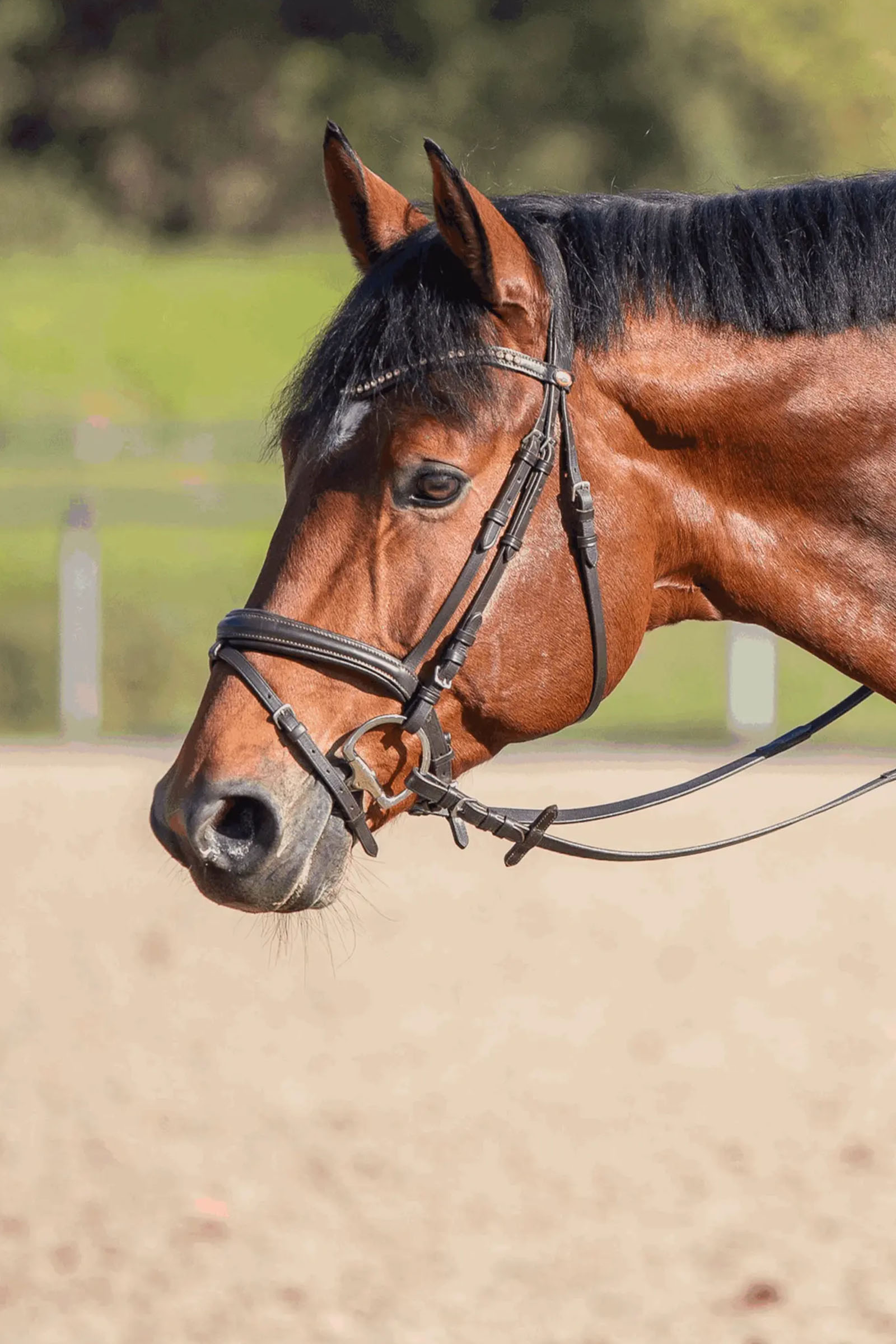 Sprenger Novocontact Mors À Olives 14mm Simple Brisure Sensogan Avec Anneaux En D