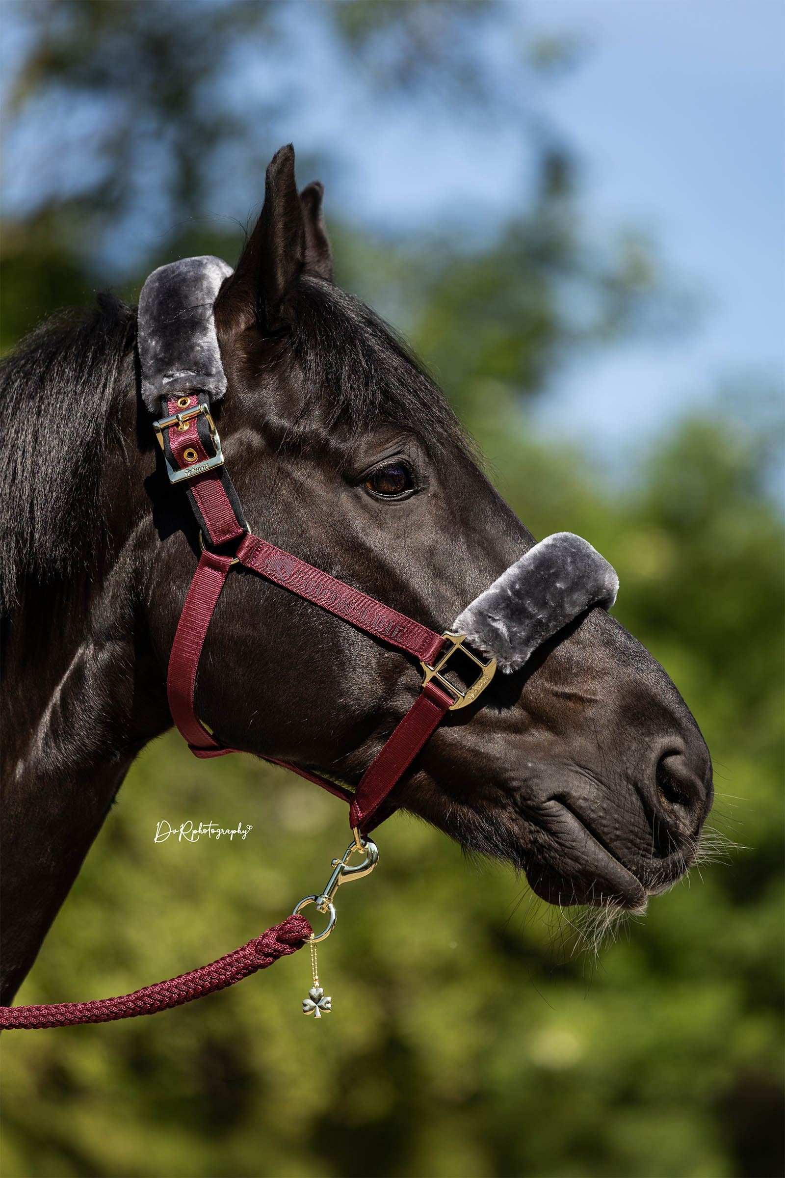 Bucas Show-Line Halter