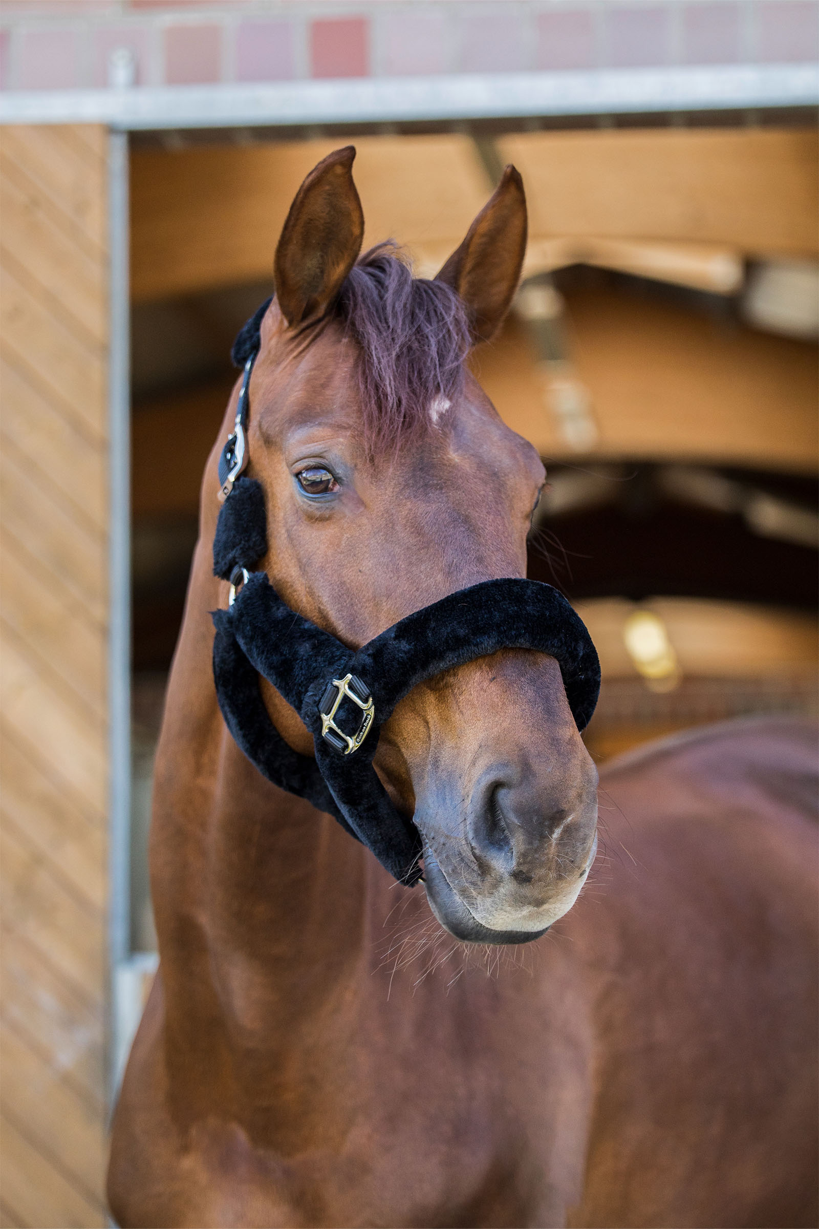 Back on Track Audrey licol