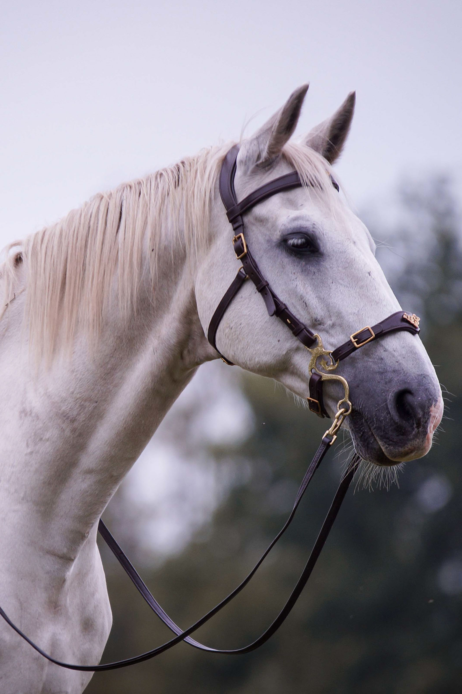 F.R.A. Freedom Riding Articles Imperial bridon Hackamore avec r&ecirc;nes (syst&egrave;me 2) shire