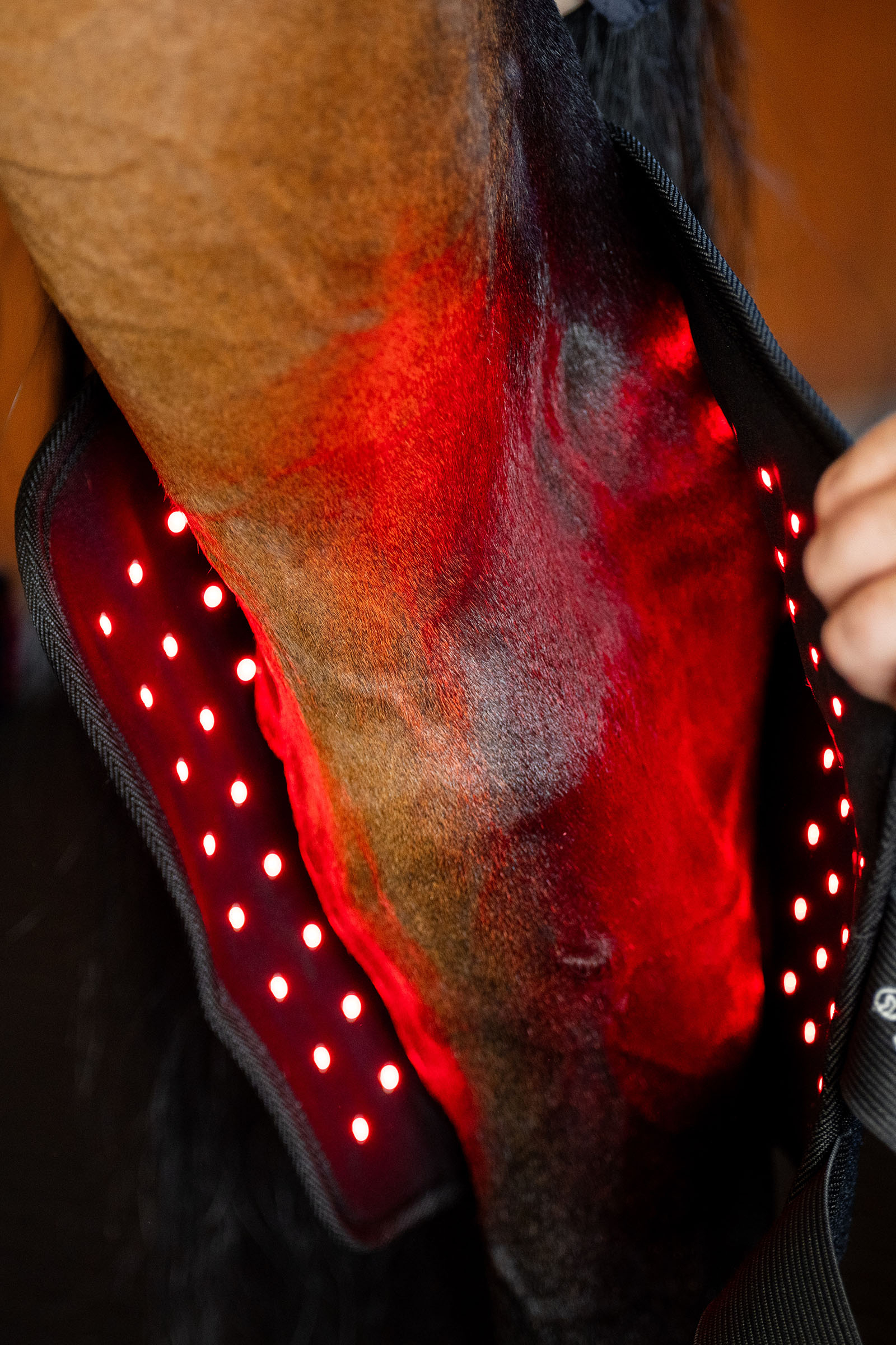 Horseware protège-jambes thérapeutique LED à lumière rouge (1 pce)