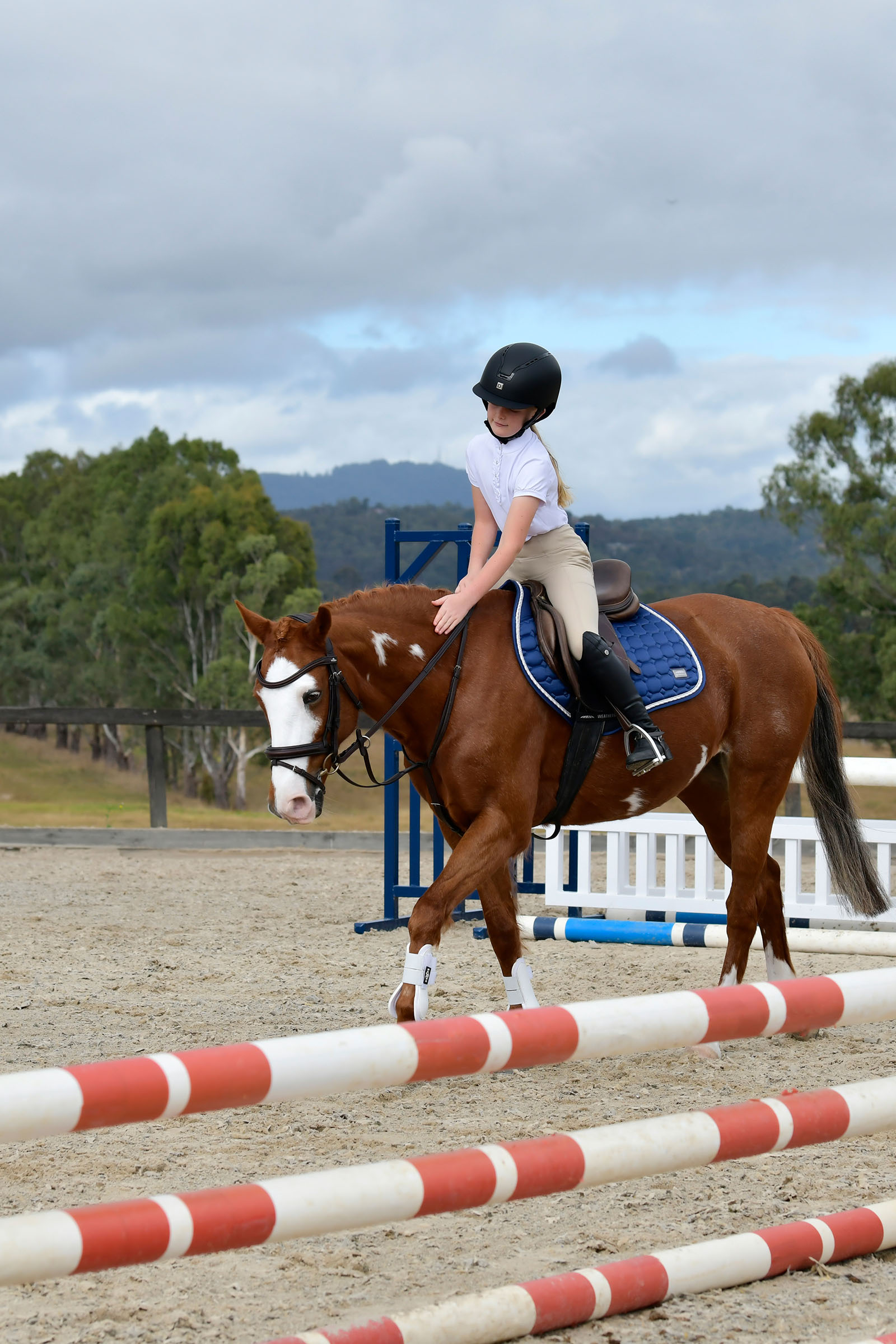 Collegiate Comfitec Opulux yksinkertainen pehmustettu suitset yhdistetyll&auml; hannoverilaisturpahihnalla