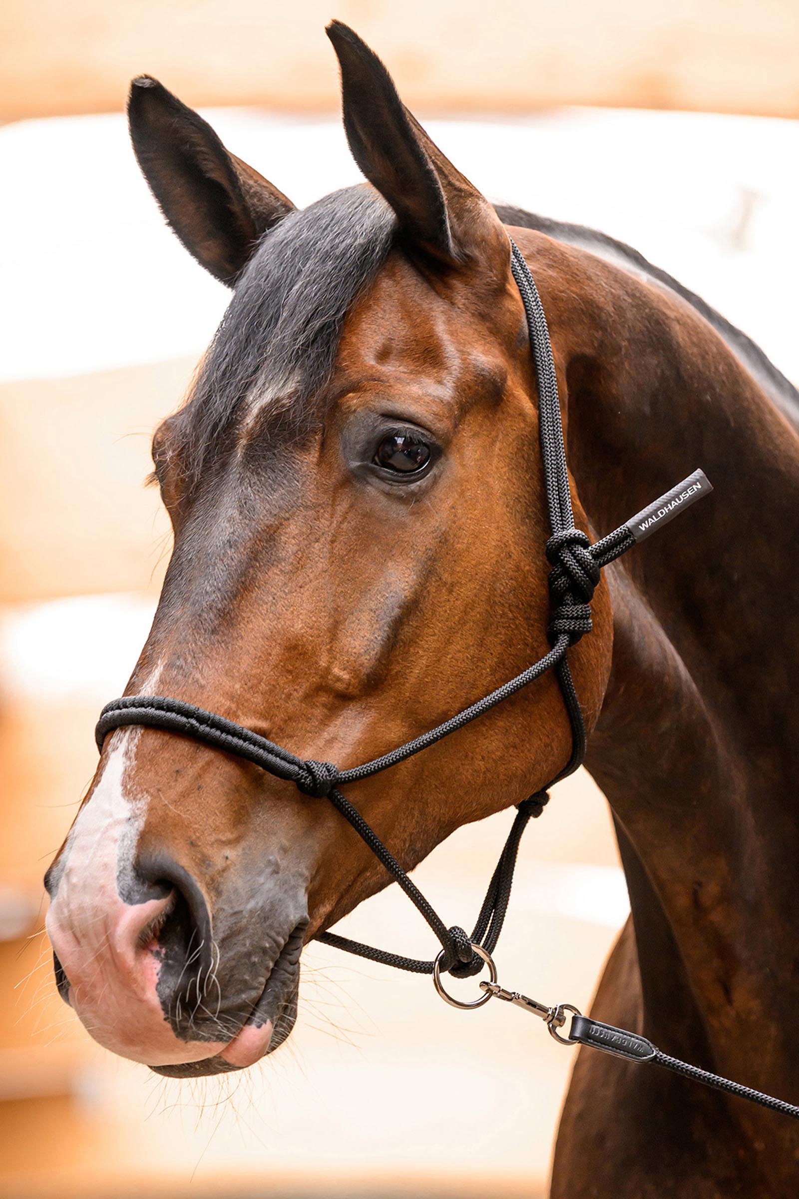 Waldhausen licol &eacute;thologique avec anneau mobile