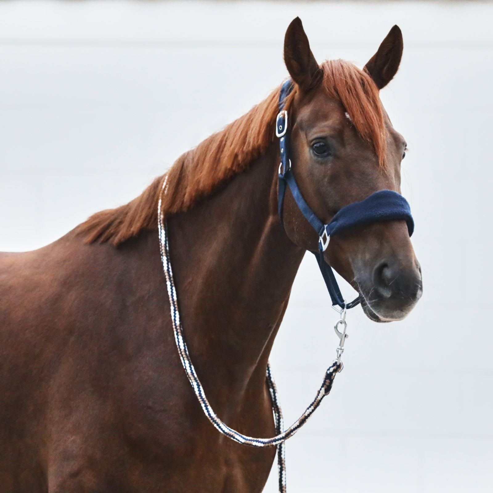 Licol Horze Kiel avec matelassage en polaire