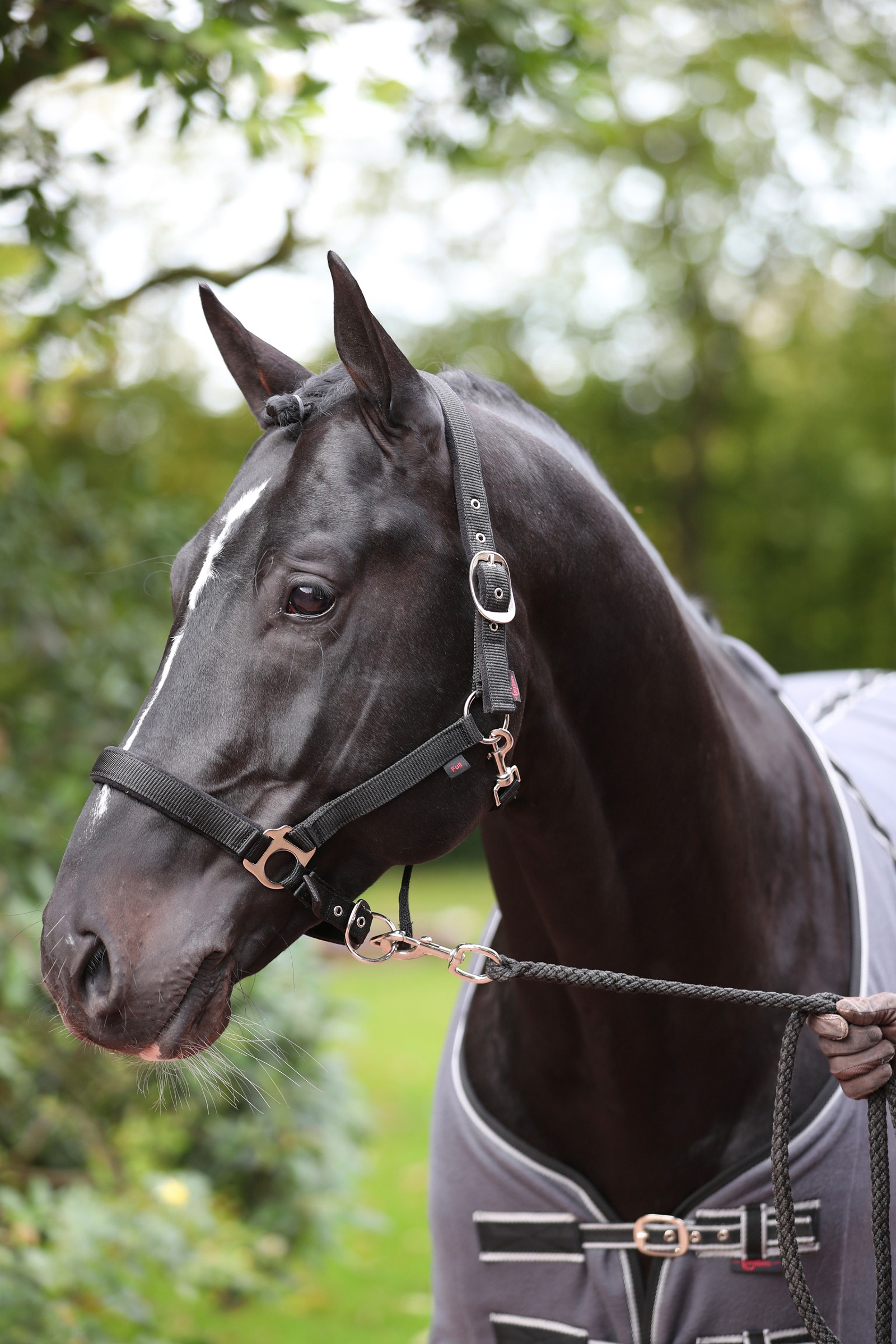 Licol Covalliero Dexter avec sous-couche polaire