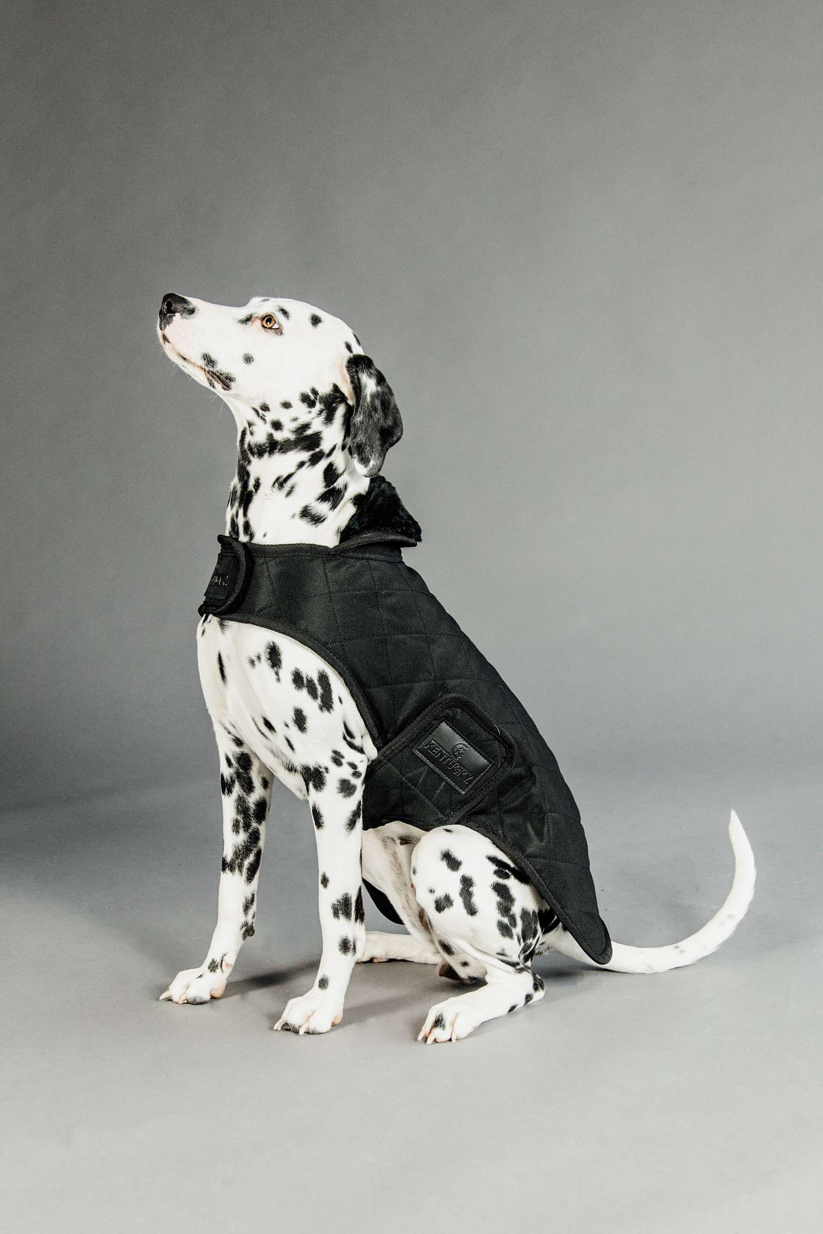 Black/Black Manteau pour chien Kentucky Dogwear