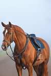 Collier Micklem Rambo Horseware