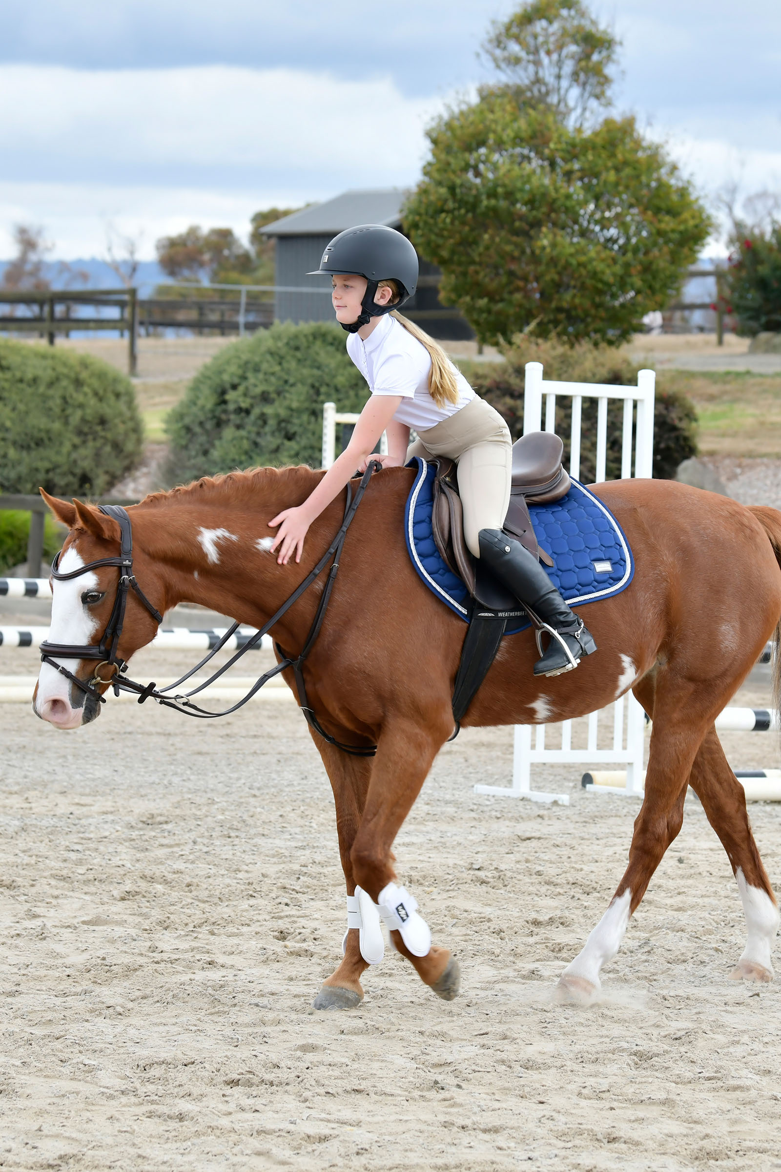 Collegiate Comfitec Opulux yksinkertainen pehmustettu suitset yhdistetyll&auml; hannoverilaisturpahihnalla