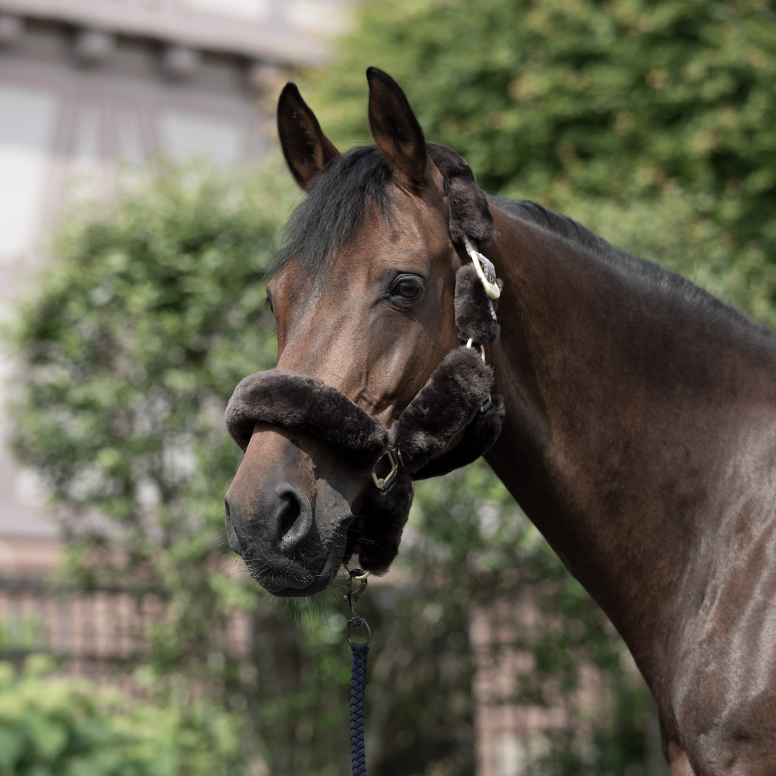Licol B Vertigo Tremblant avec peau de mouton