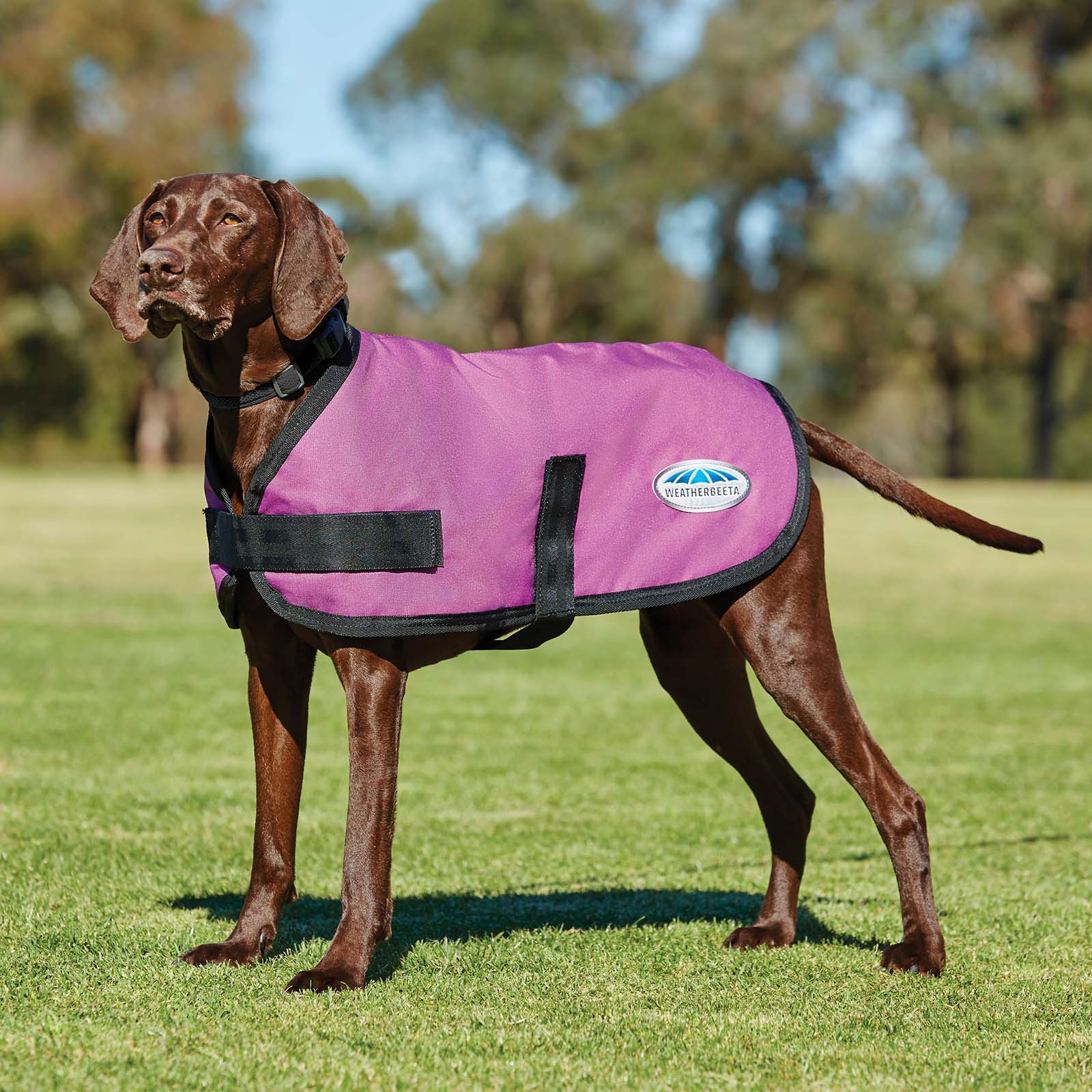 Pink Manteau pour chien Weatherbeeta Comfitec Classic (45-80 cm)