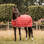 Couvertures cheval
