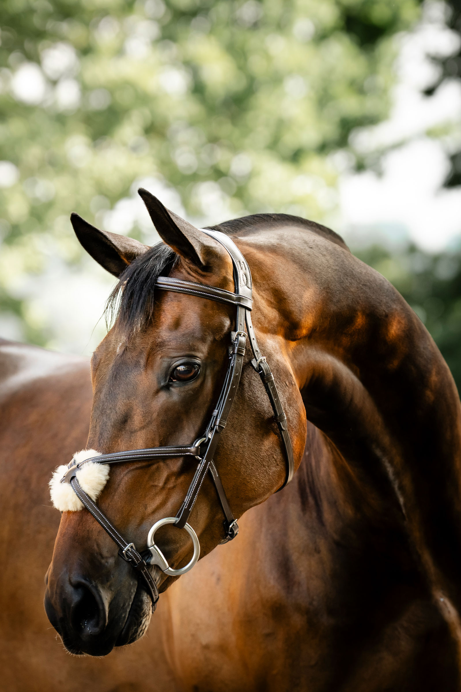 Horseware bridon &agrave; muserolle crois&eacute;e