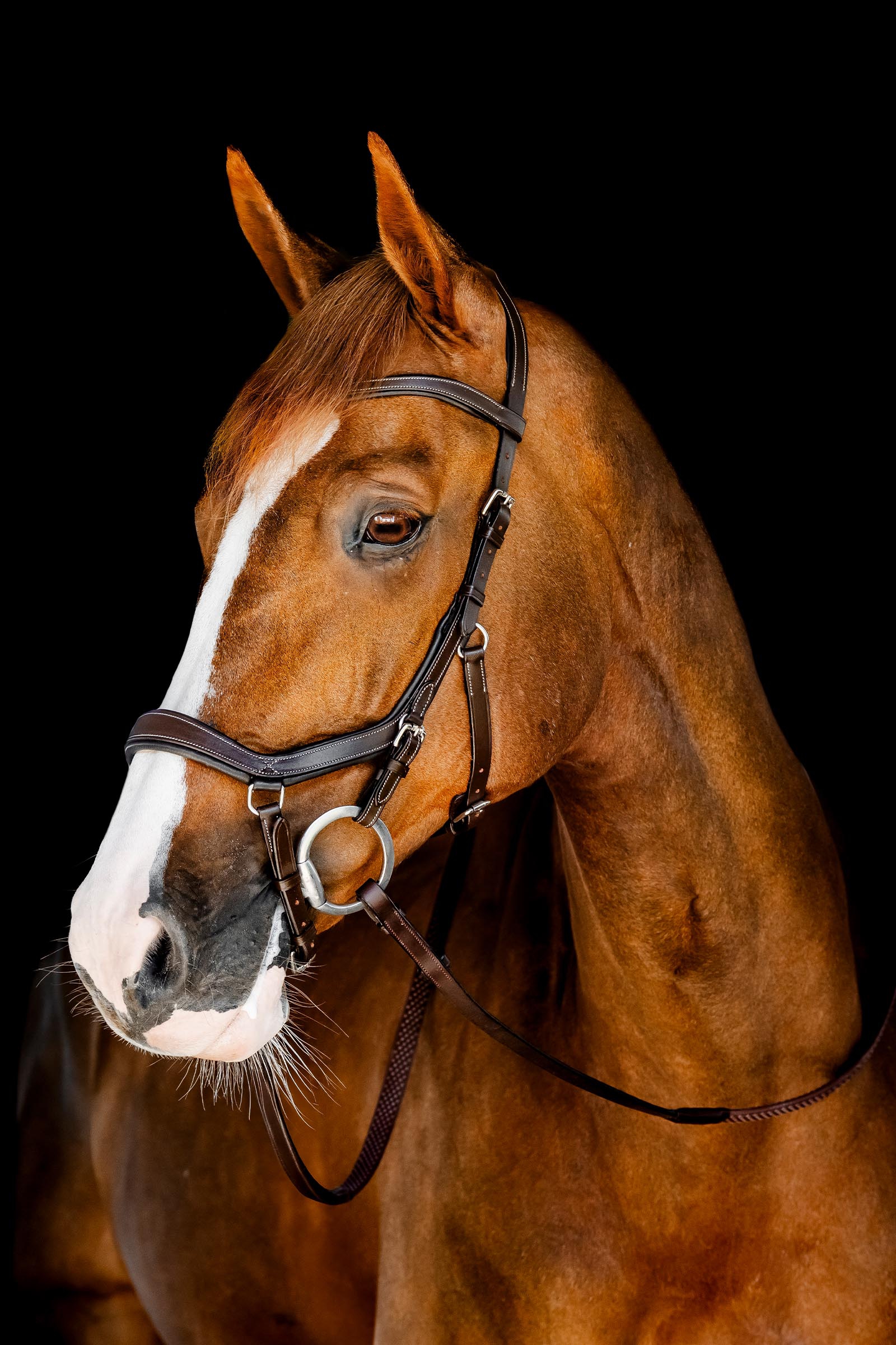 Horseware Rambo Micklem bride de comp&eacute;tition