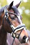 Kavalkade Joyce KavalSH4 Bridle
