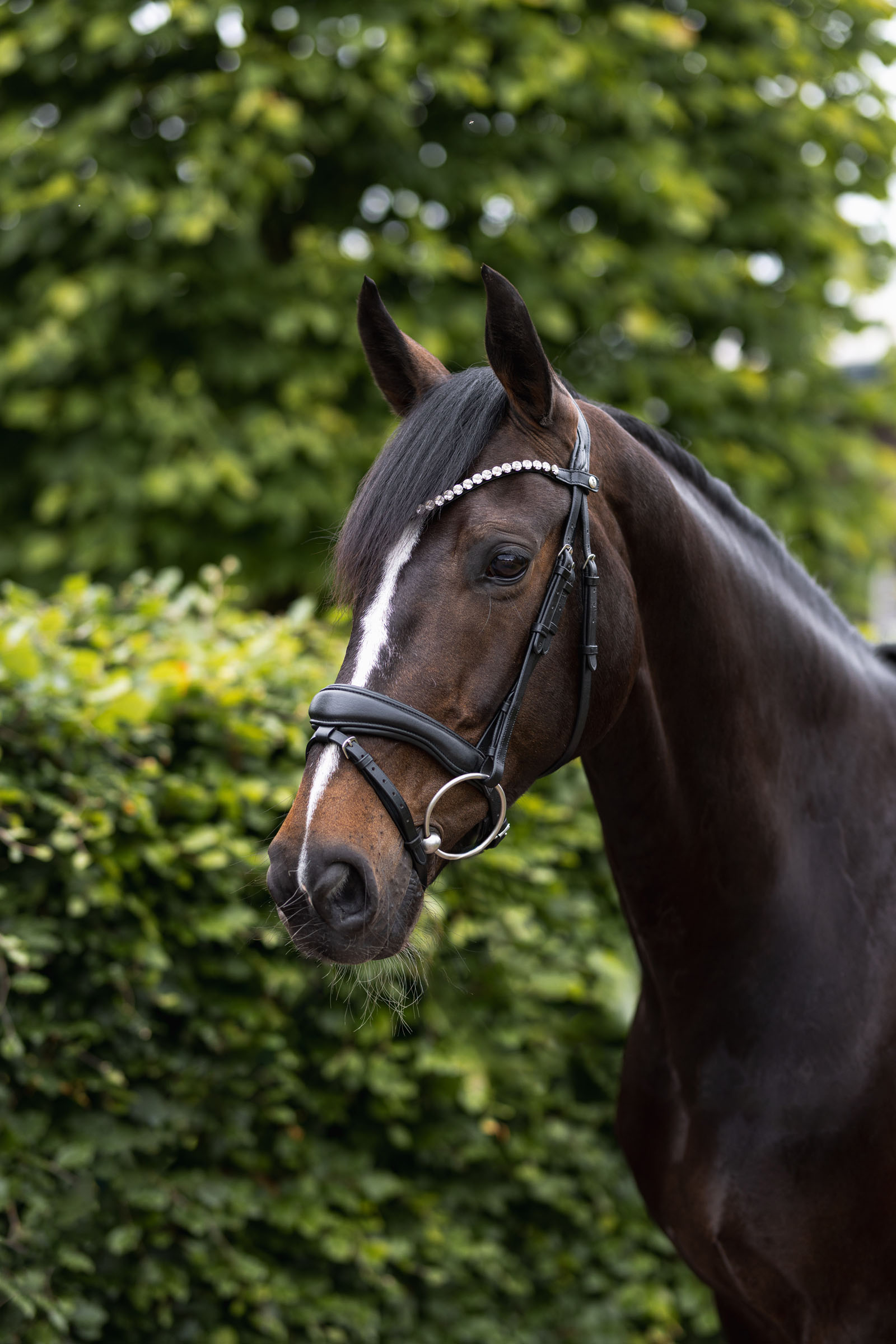 Filet anatomique Horze Somerset