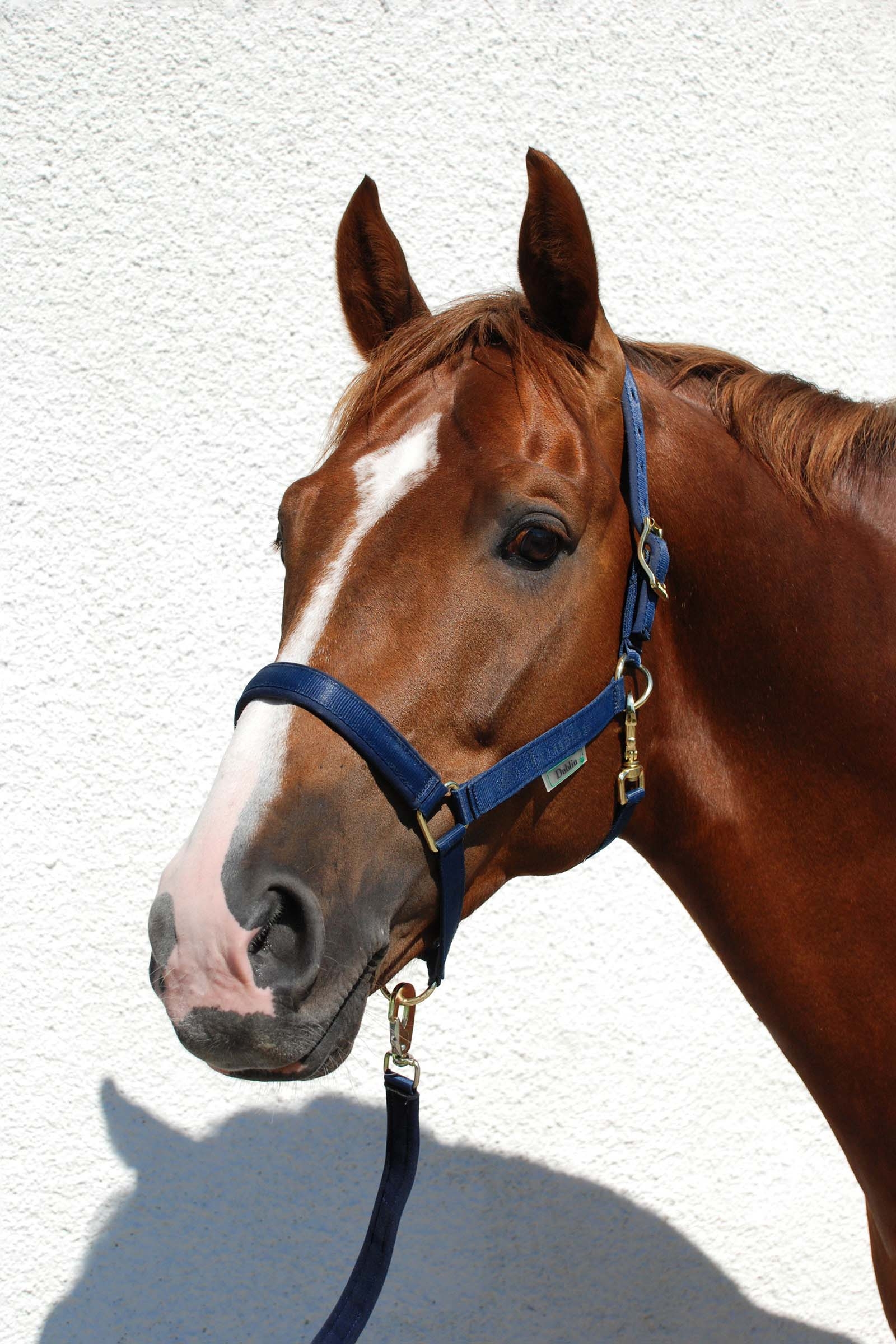 Dark Blue/Dark Blue Licol luxe doublé Bucas Dublin