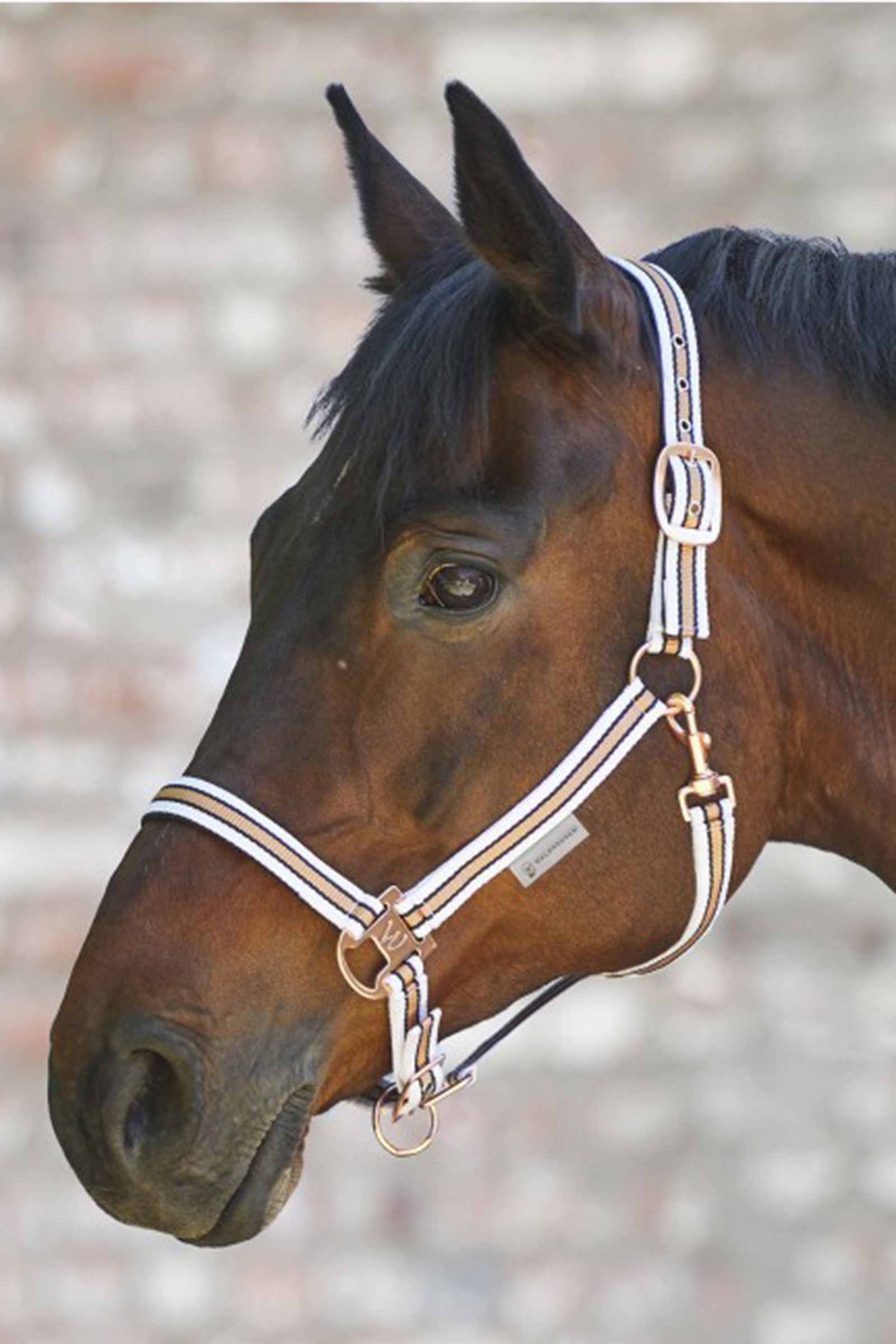 Waldhausen Shine Licol