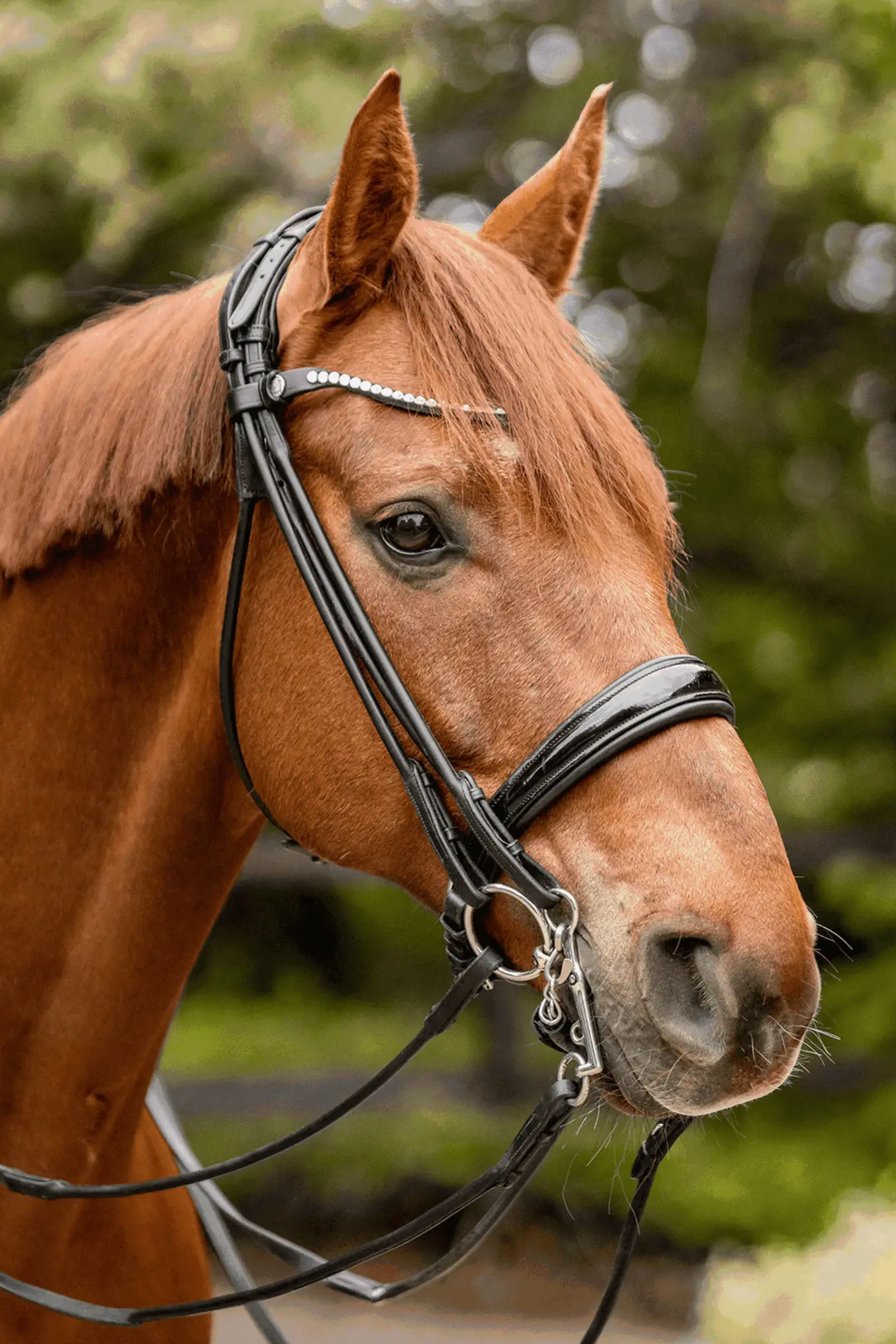 Sprenger Novocontact Weymouth 14mm Sensogan avec branches en inox de 5cm