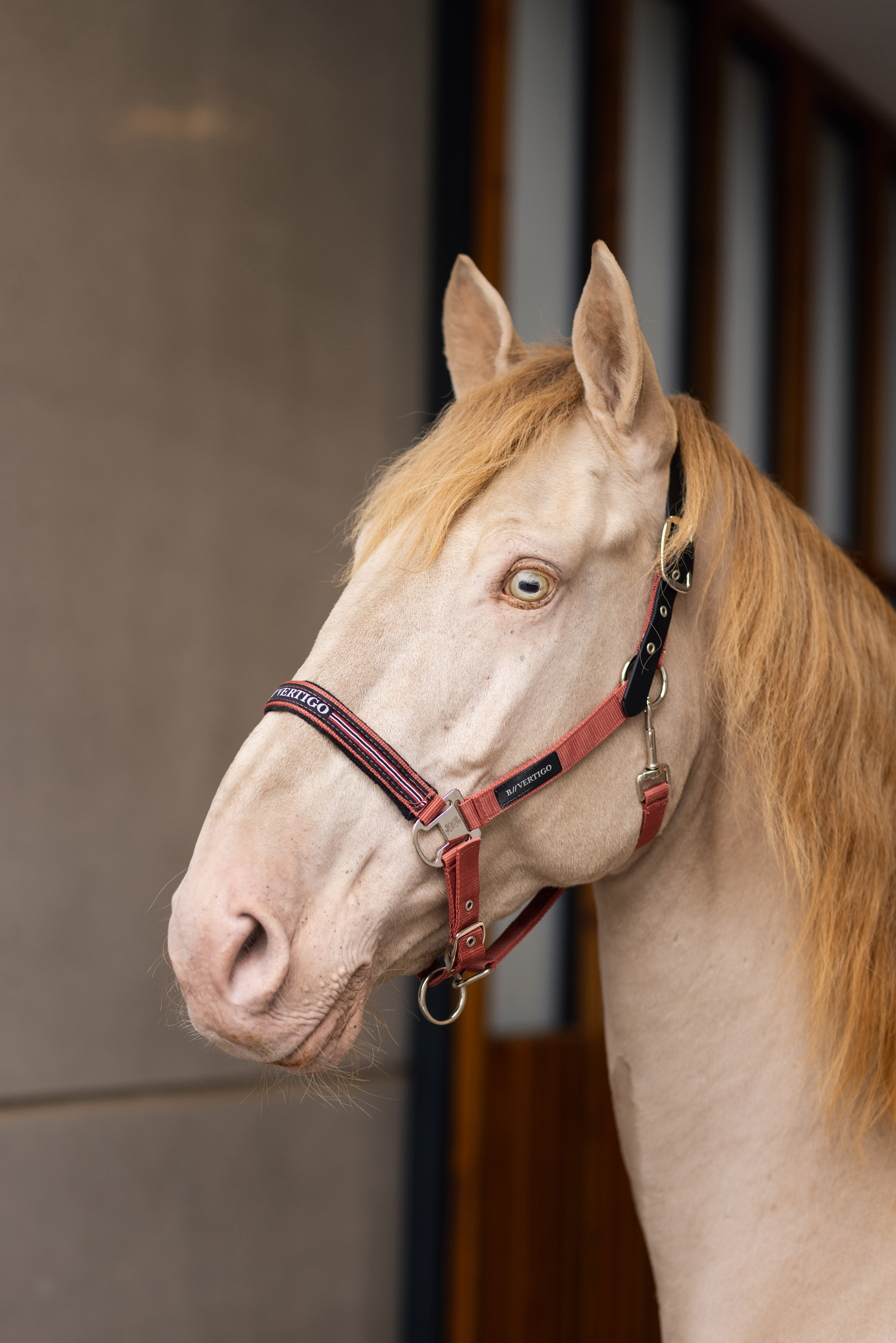 Licol sécurité au pré B Vertigo Empowerment