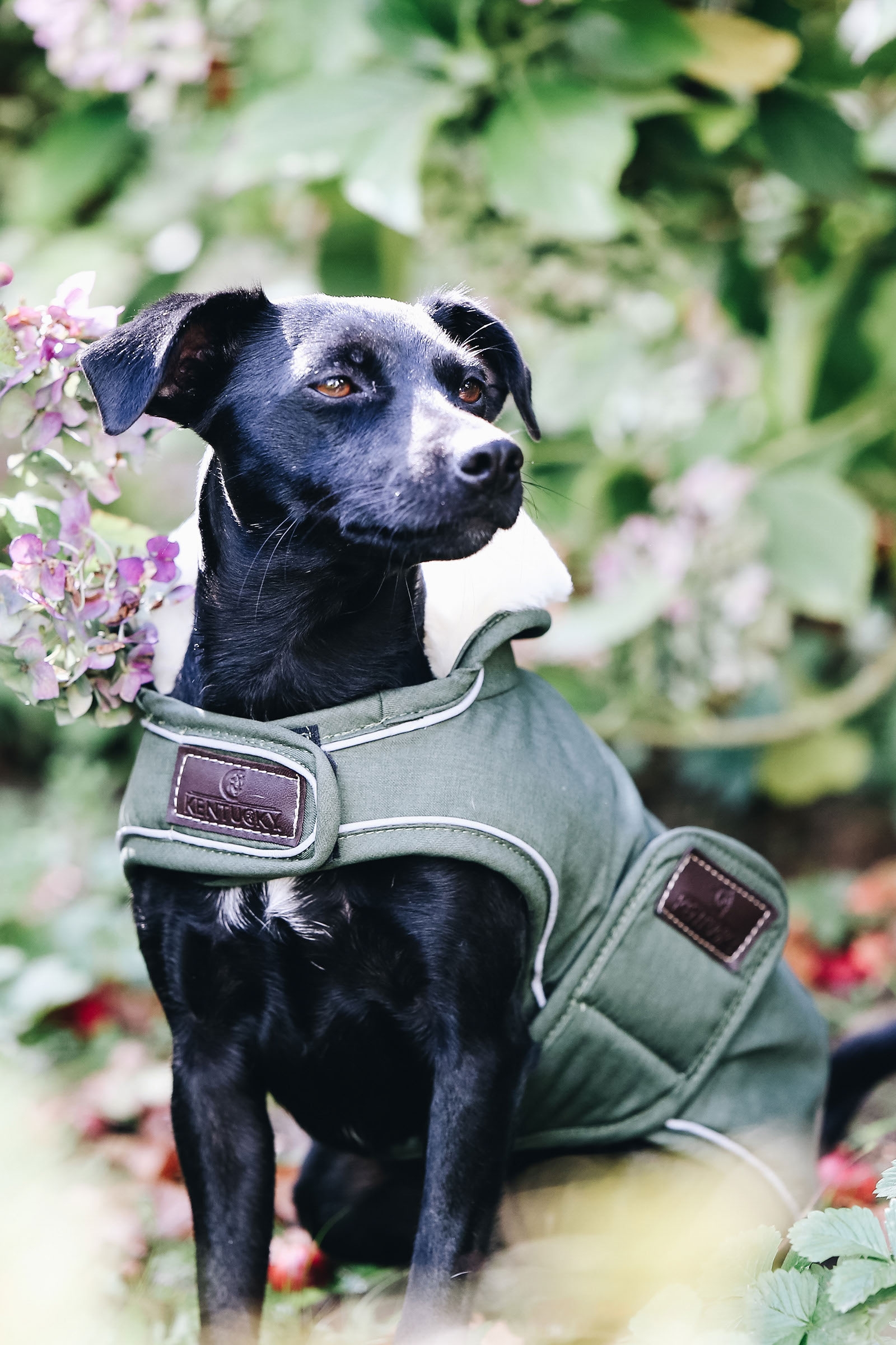 Manteau pour Chien Imperméable Kentucky Dogwear