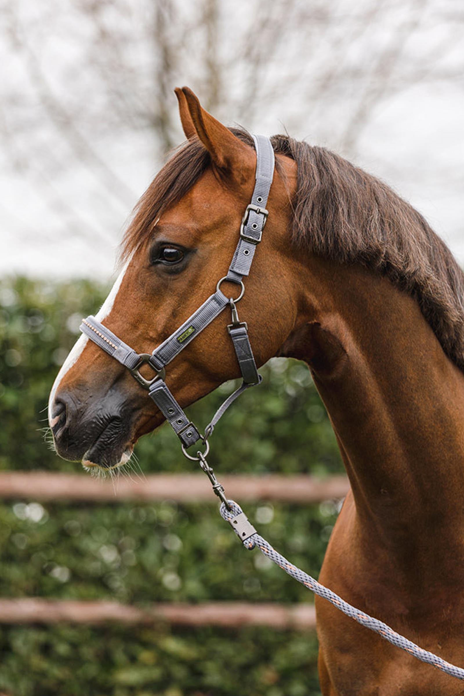 ANKY Stones Licol et longe