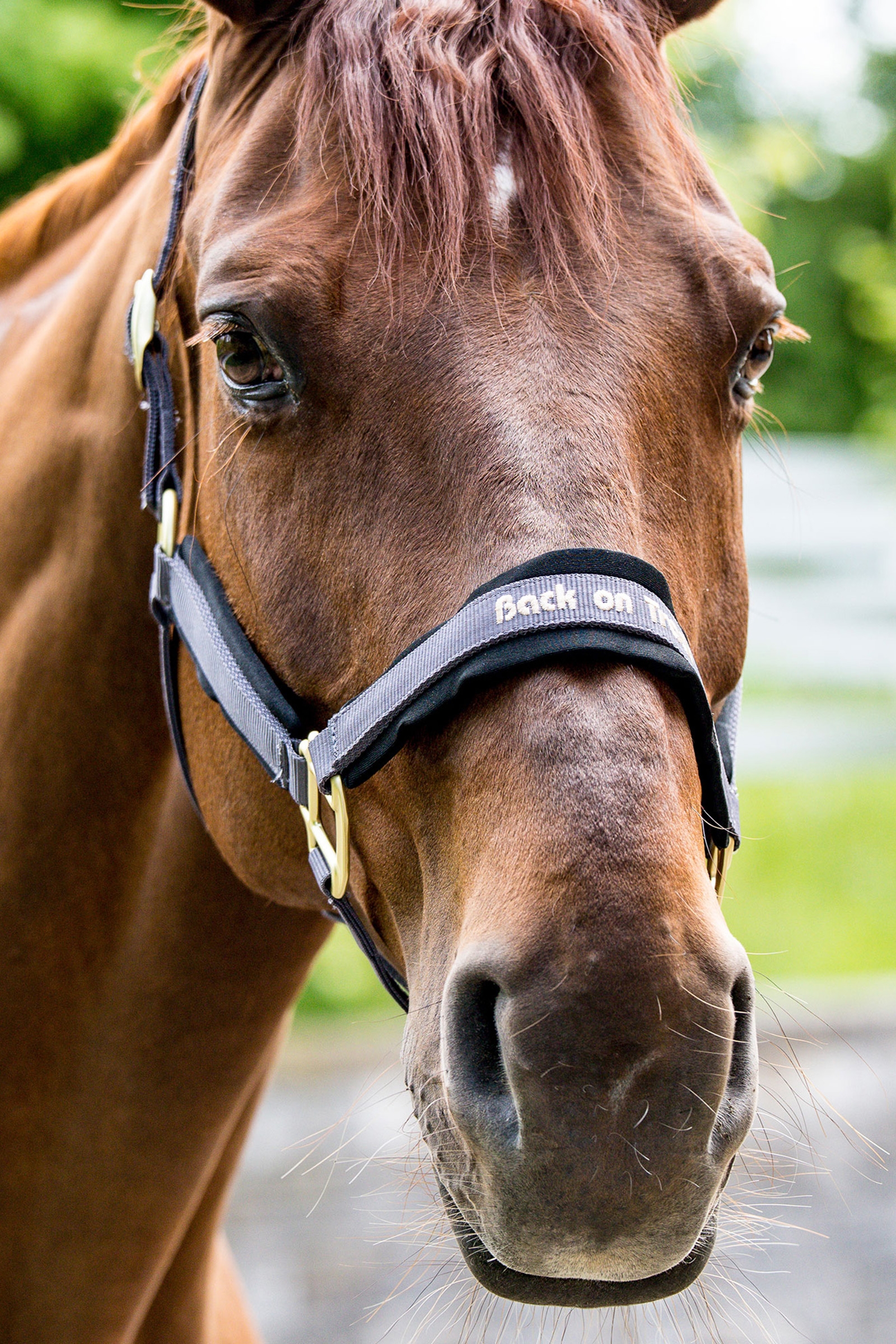 Licol Back on Track Werano