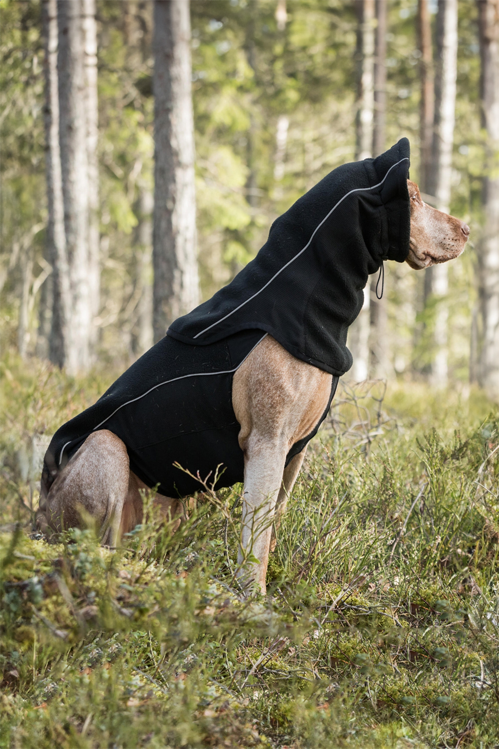 Cache-cou pour chien Benji Back on Track