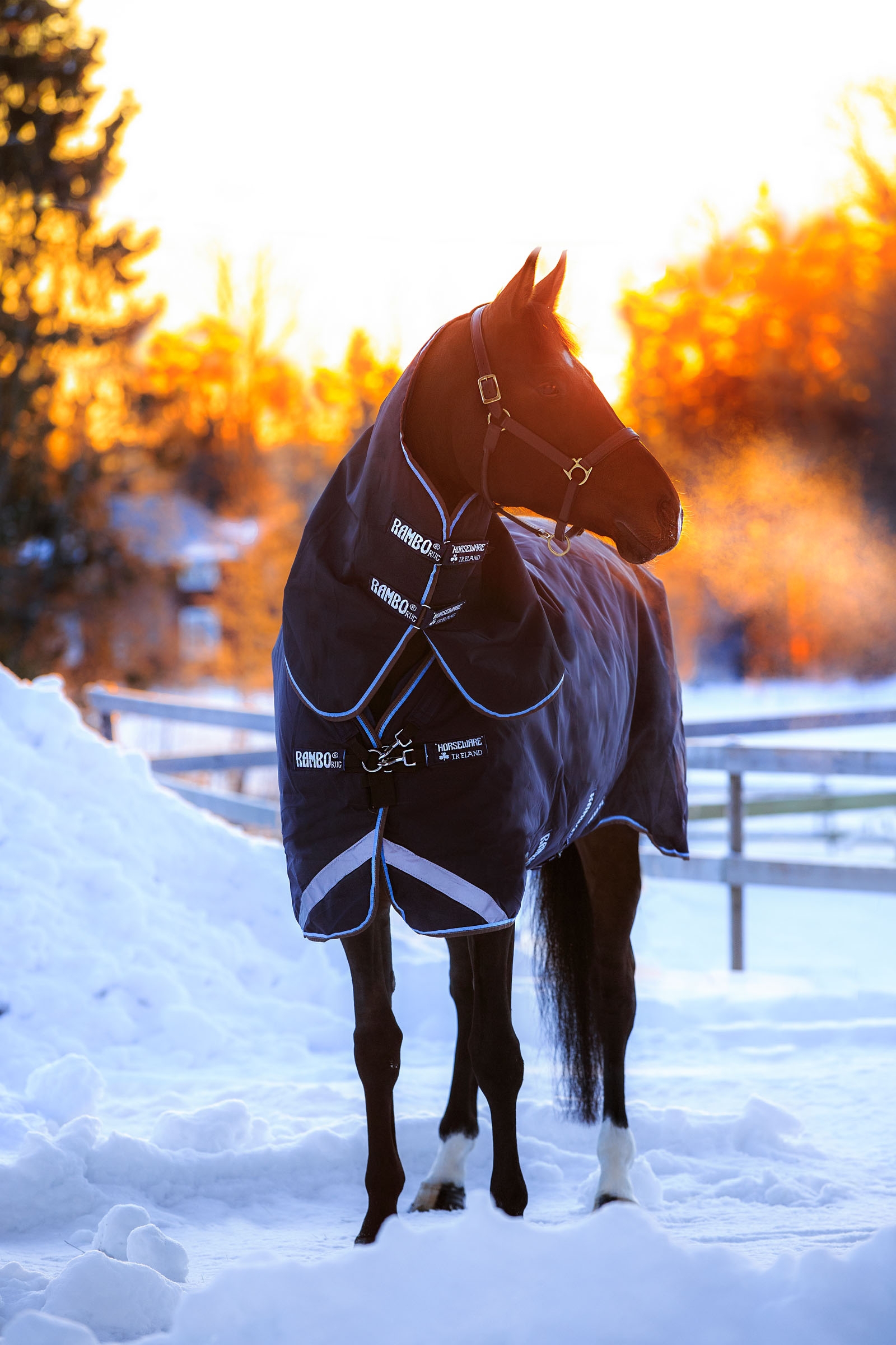 Couverture d'extérieur Horseware Rambo Duo avec couvre-encolure amovible, 100 g