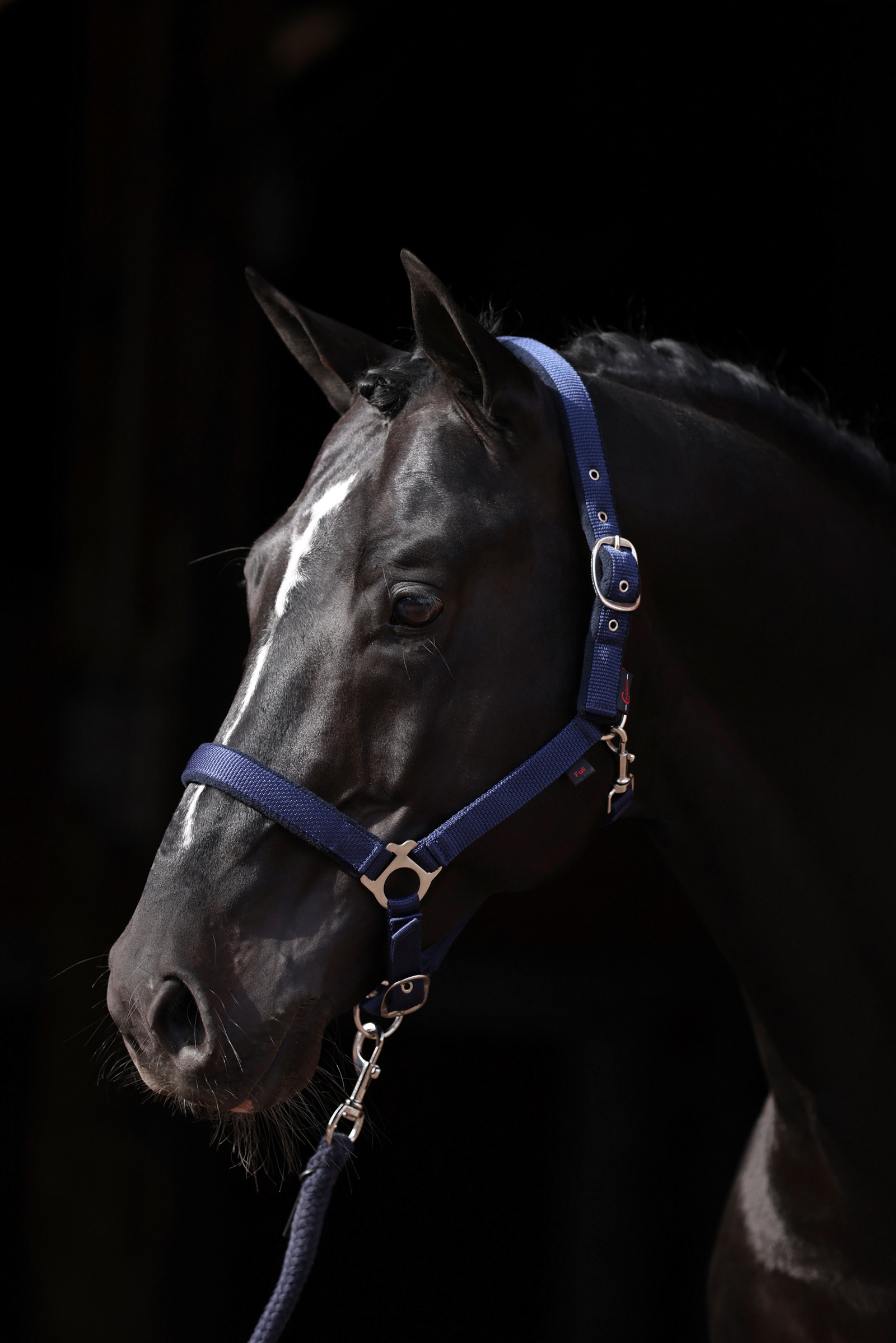 DB/AB Licol Covalliero Dexter avec sous-couche polaire