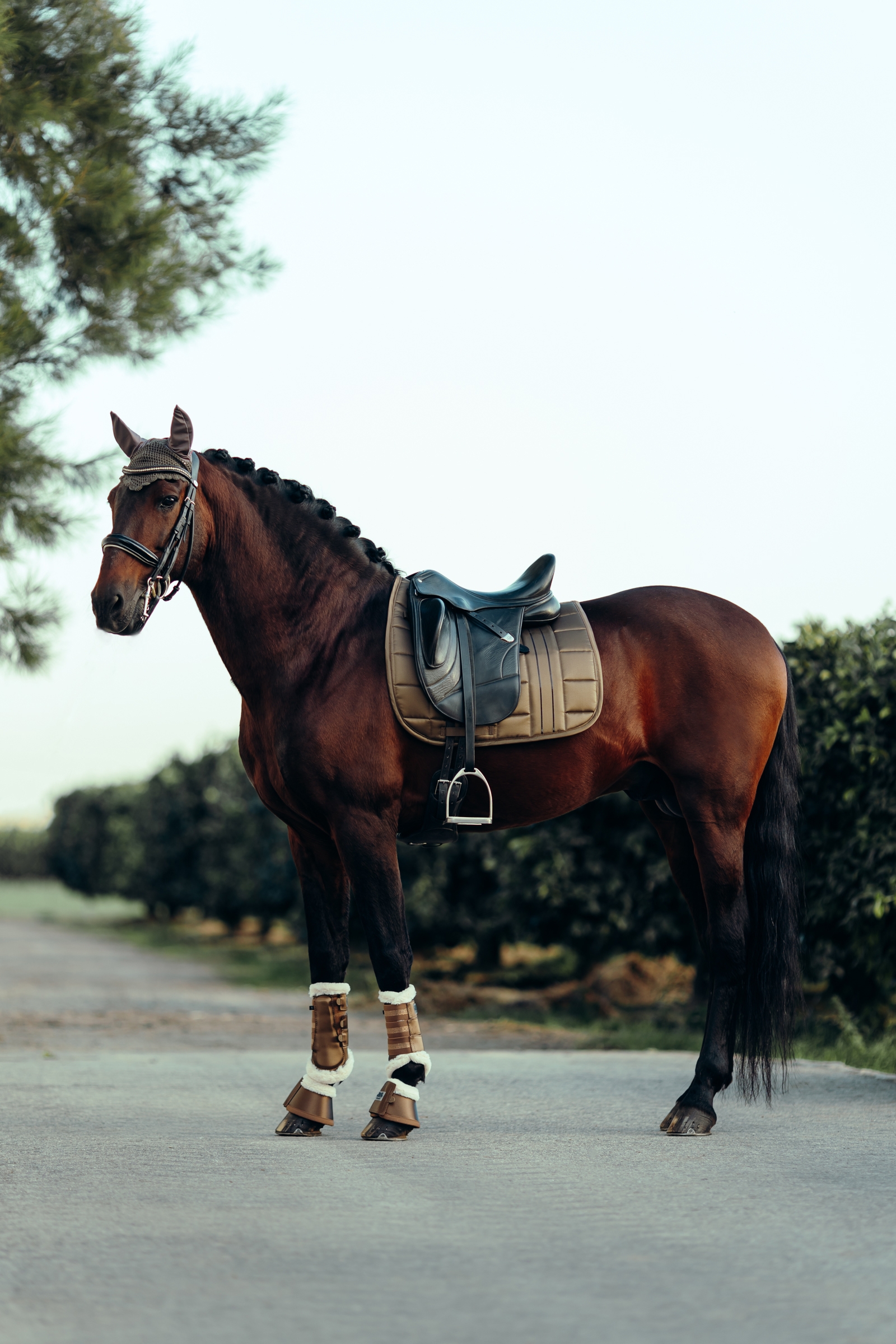 Tapis de selle de dressage B Vertigo Drew