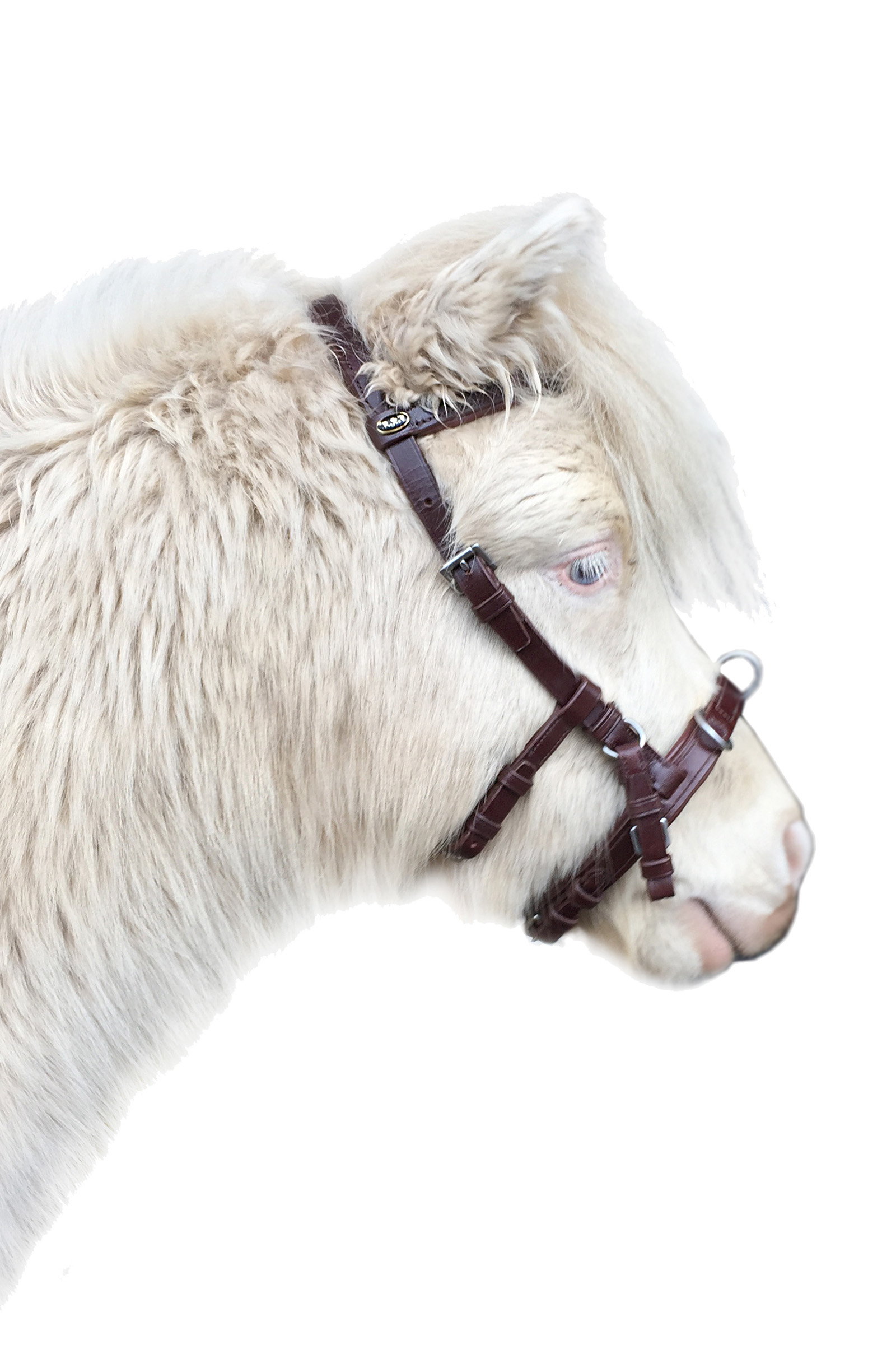 F.R.A. Freedom Riding Articles Baro caveçon, cuir