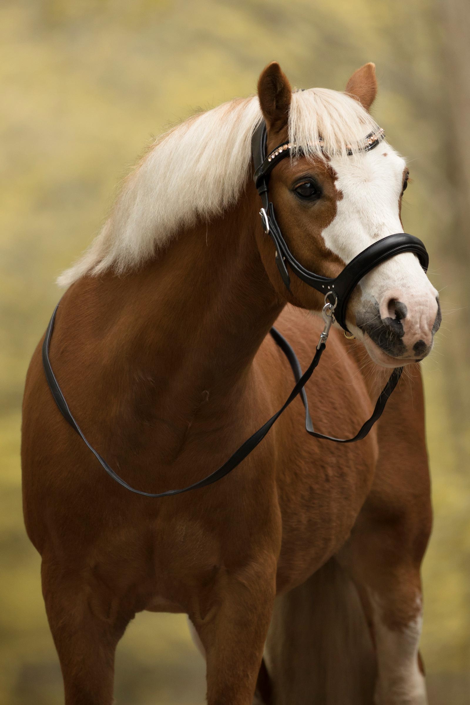 F.R.A. Freedom Riding Articles Rebecca Sidepull avec rênes (système 3)