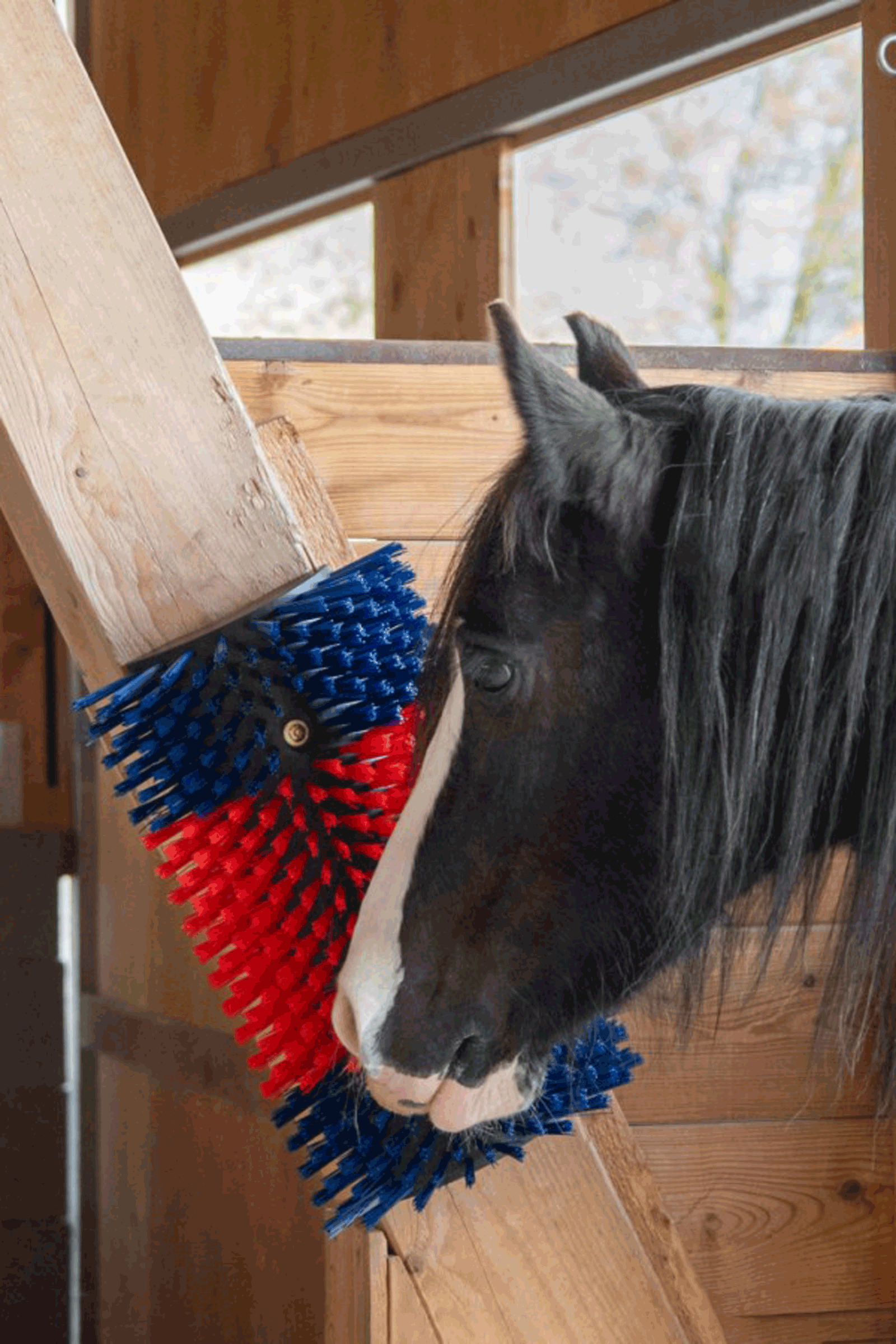 Brosse grattoir XL Kerbl, ronde