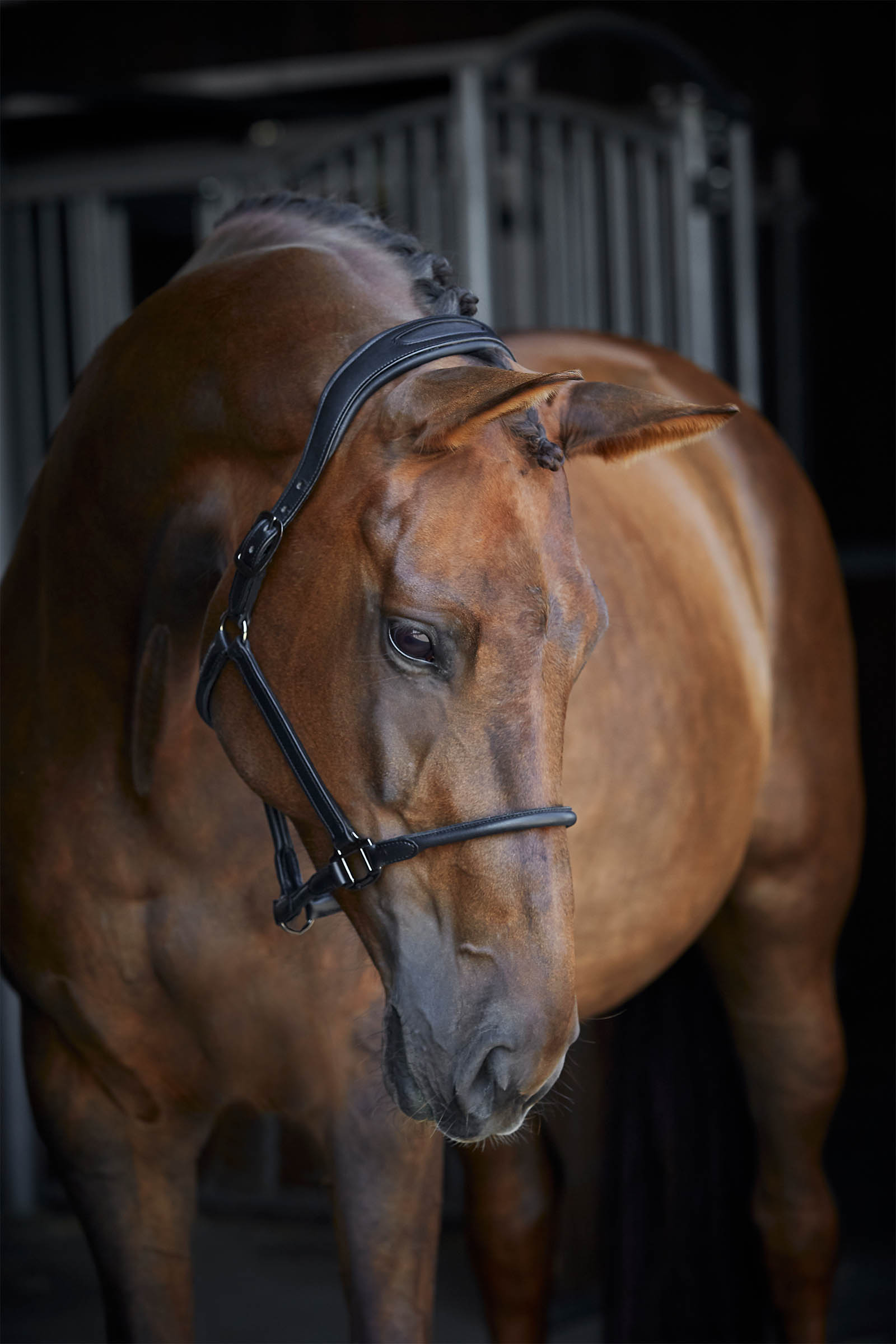 Catago leather halter with round-stitched noseband