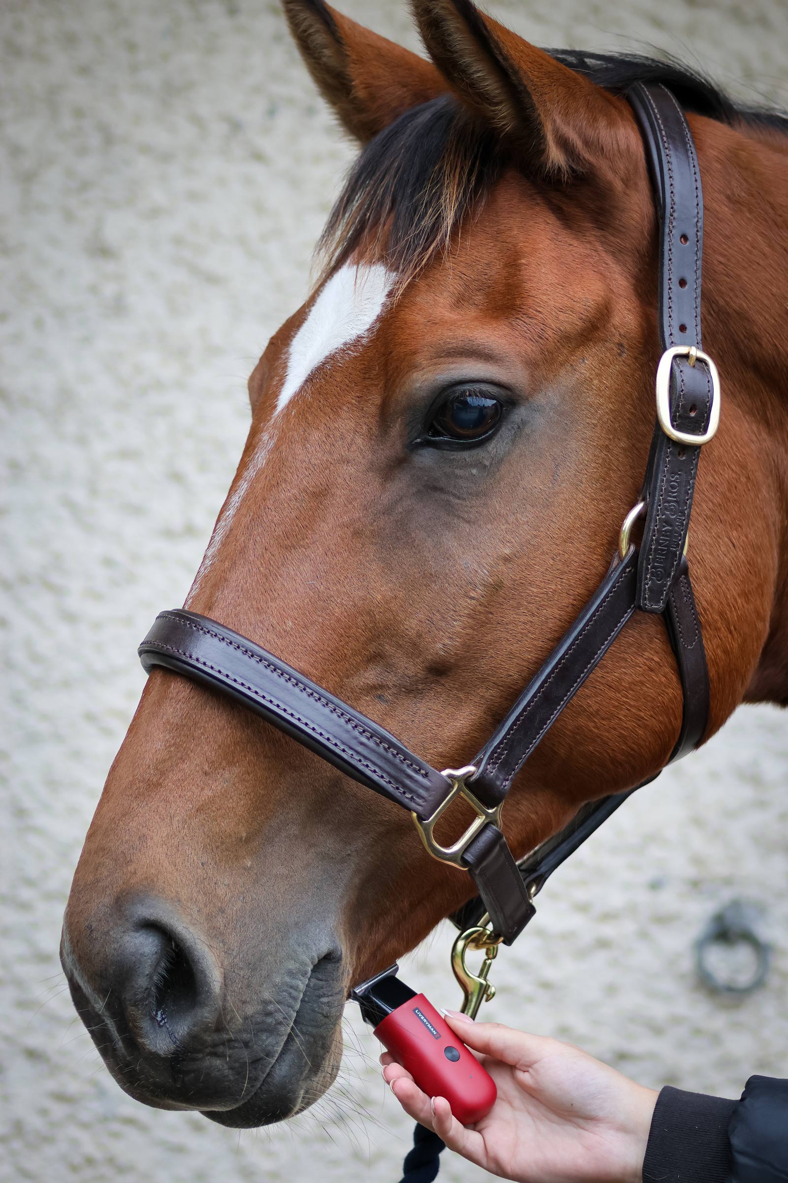 Liveryman Robin Tondeuse pour chevaux 