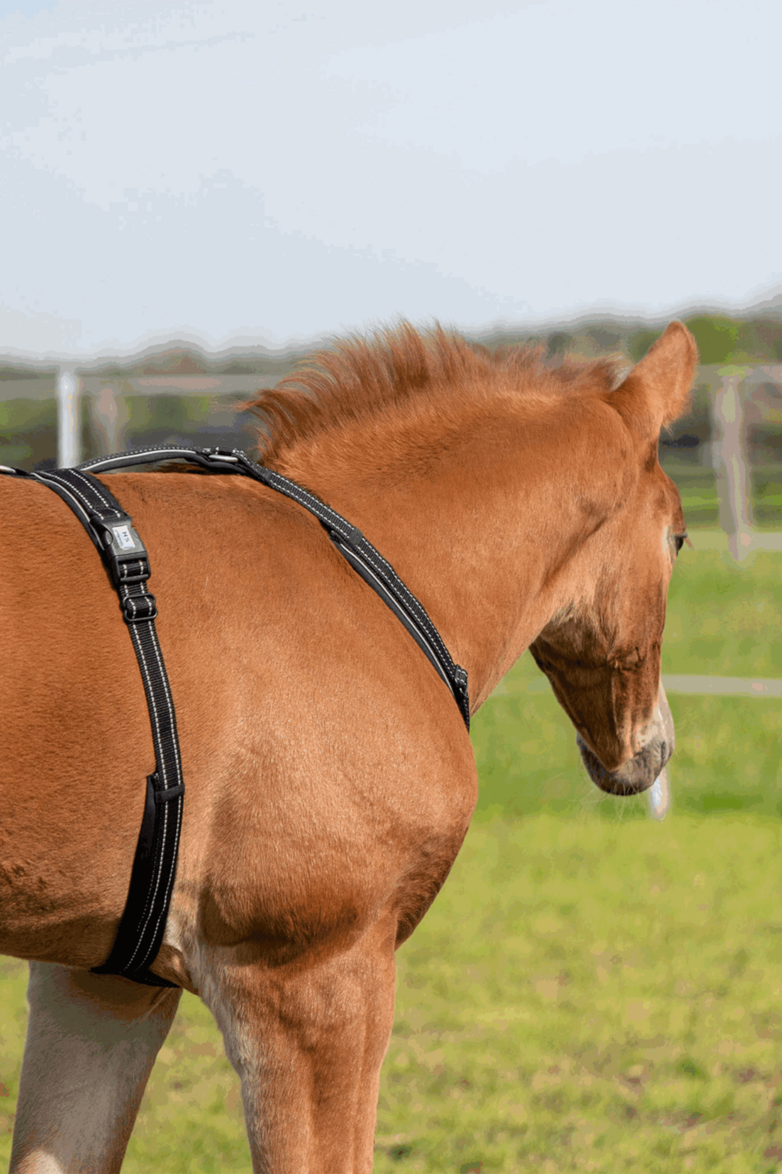 Sprenger Harnais de poulain