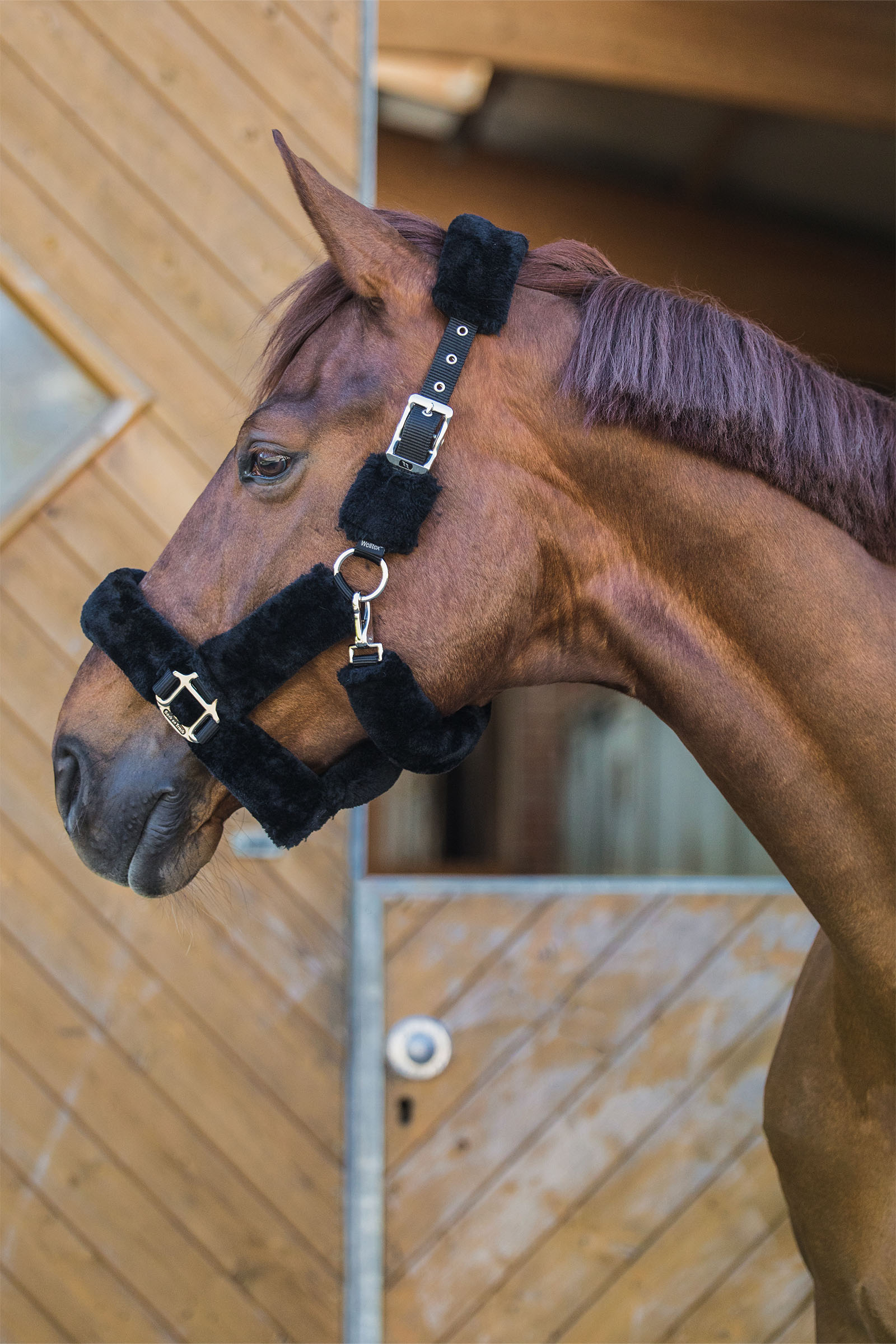 Back on Track Audrey licol